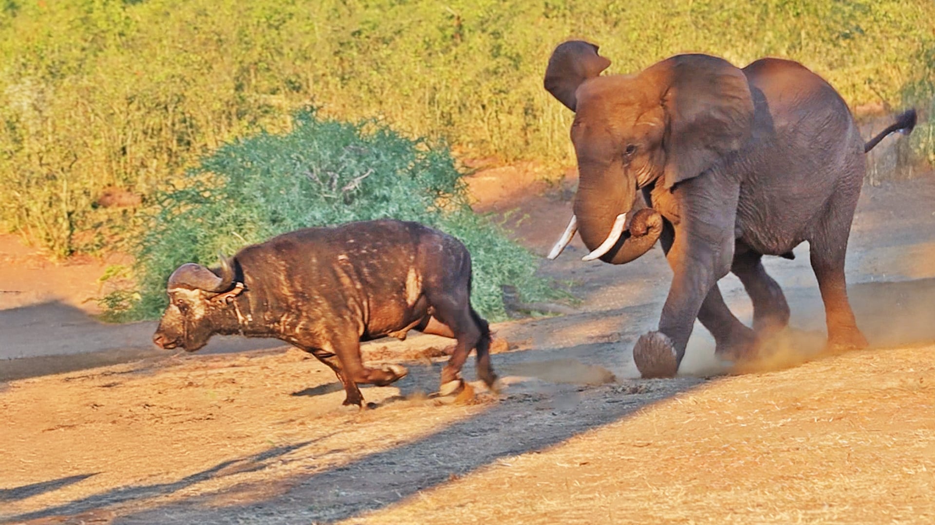 Buffalo Interrupts Elephant Herd and Gets Chased Off