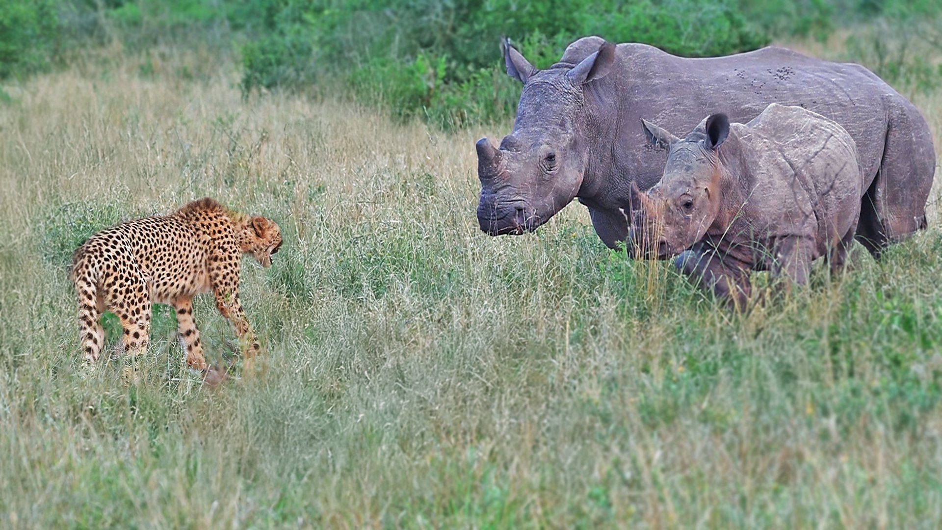 Cheetah Confronts Rhino Mother and Calf