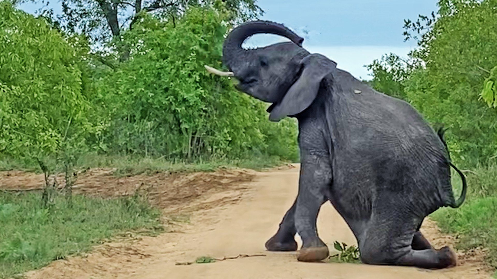 Cheeky Elephant Throws Sand at Tourists