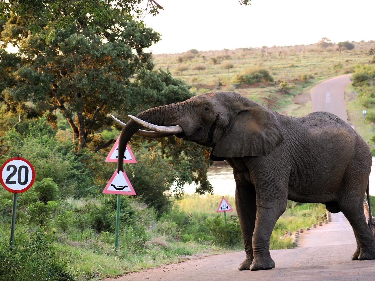 Kruger: Crocodile Bridge Gate to Reopen as Flooding Subsides
