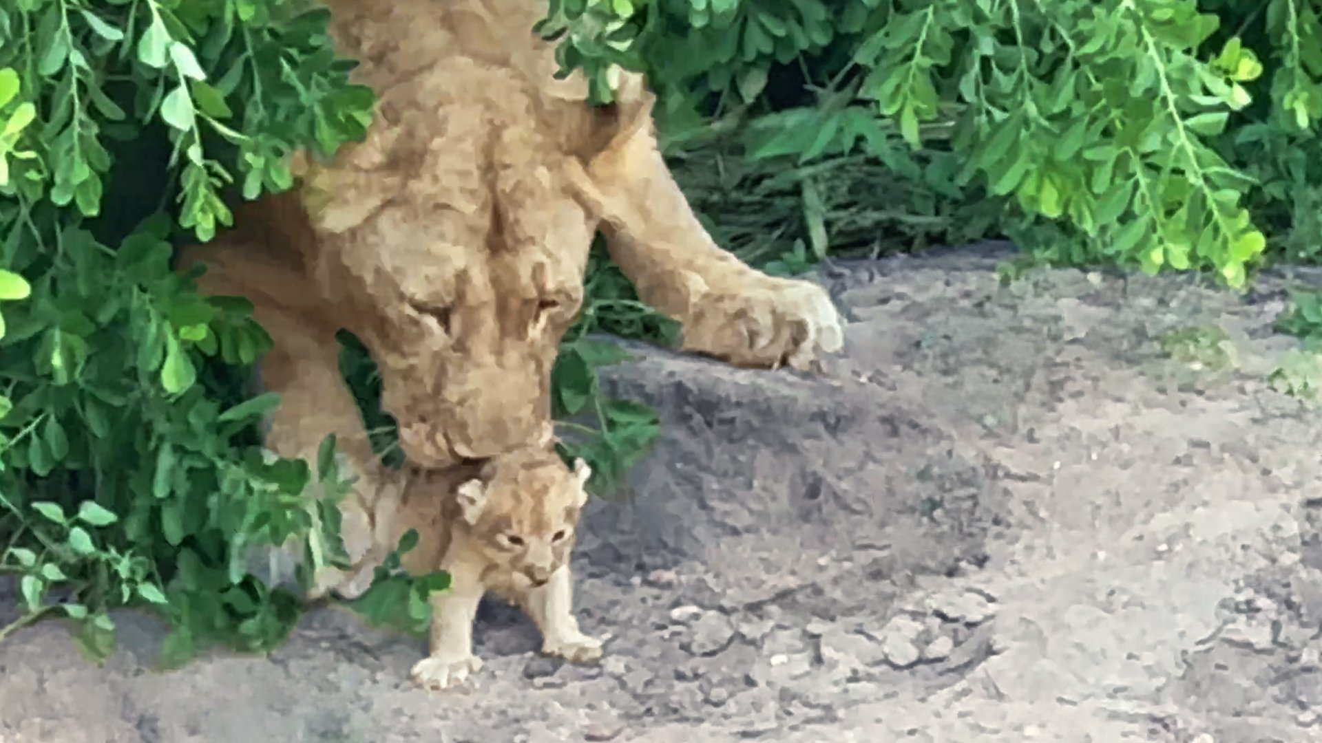 Adorable Lion Cub Tries to Escape Grooming from Mom