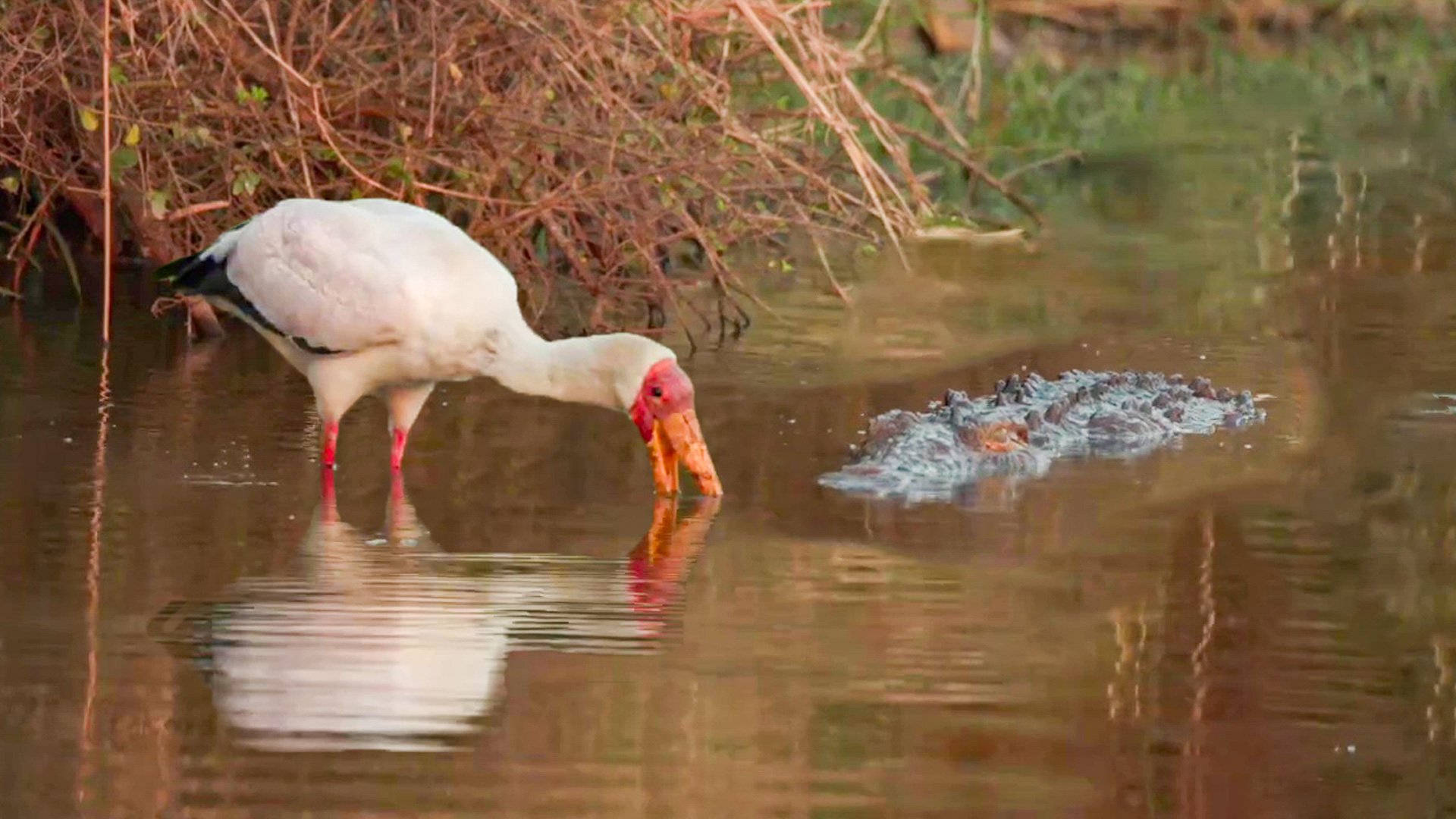 Crocodile and Yellow-Billed Stork Catch Fish Together