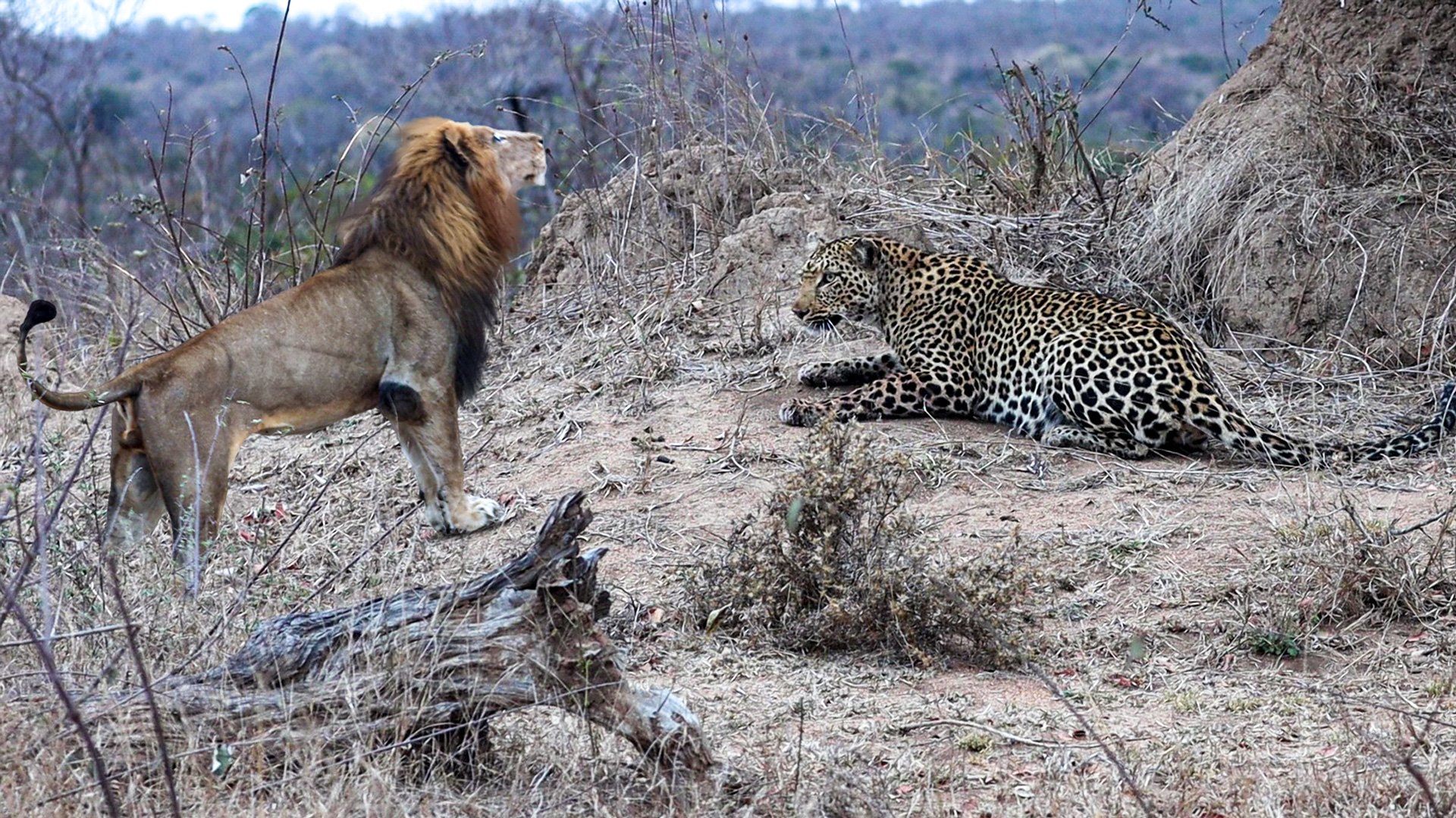 A Large Lion Climbs a Tree in Search of Food