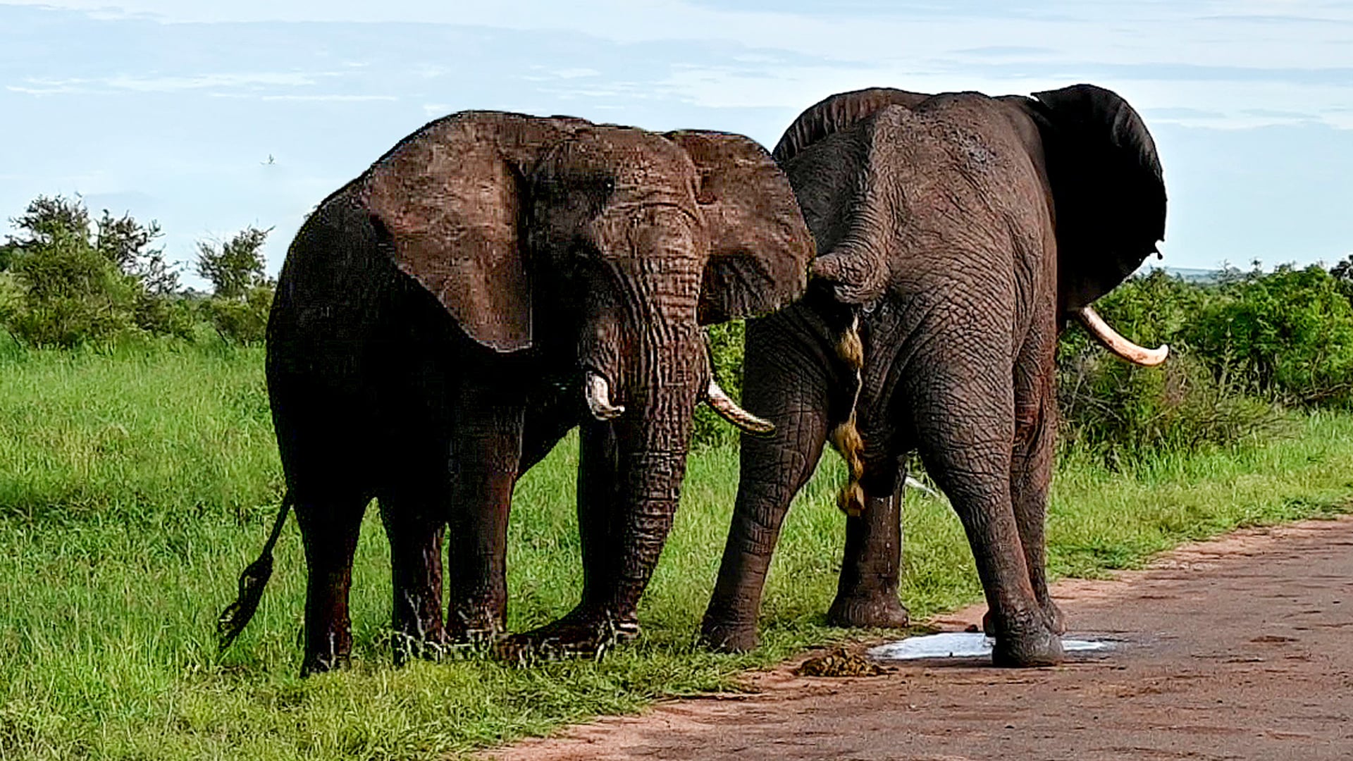 Elephant Hides Behind a Tree from Tourists