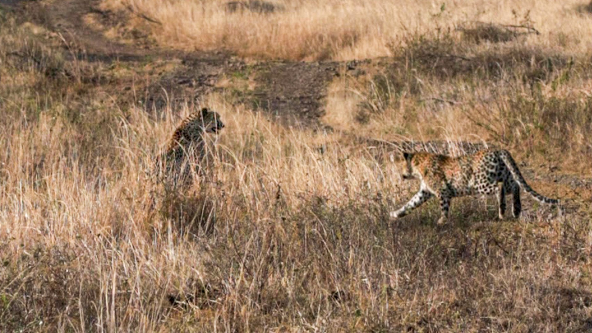 Cheetah Flees from Pursuing Leopard 