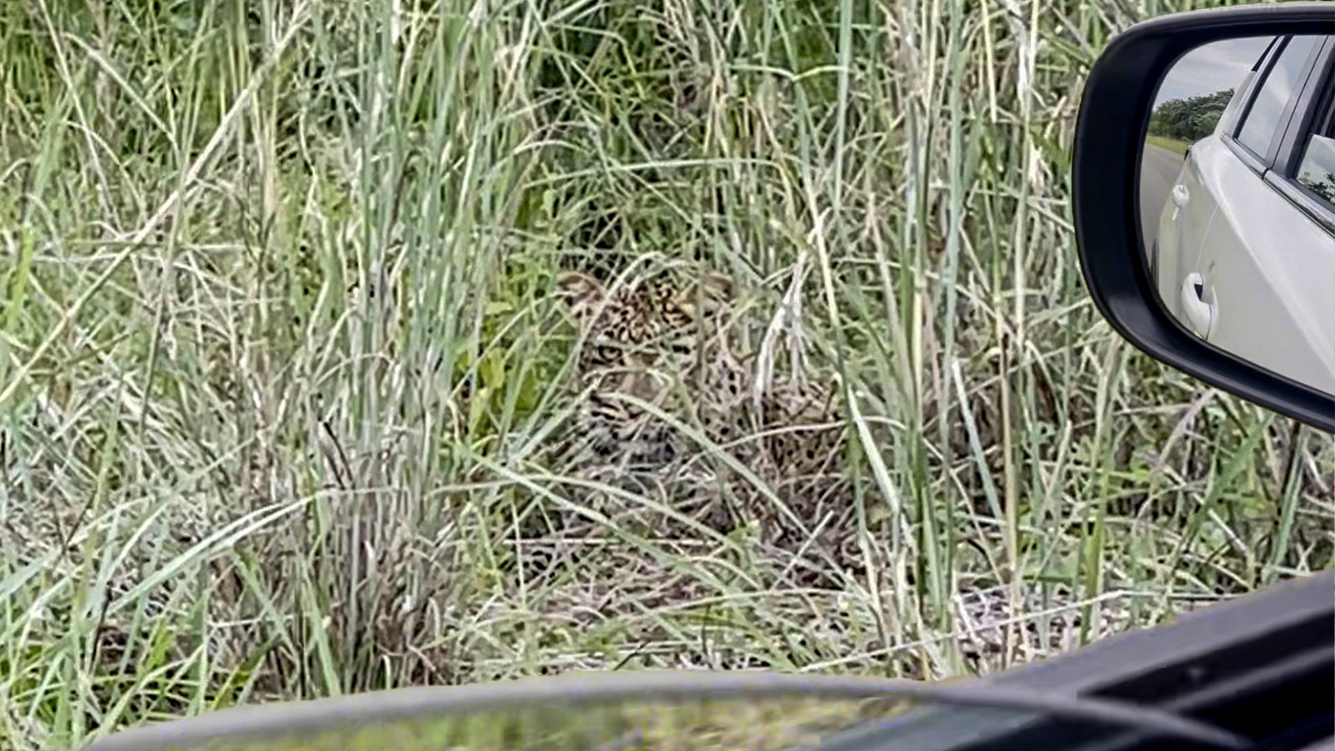 Hidden Leopard Jump Scares Tourist