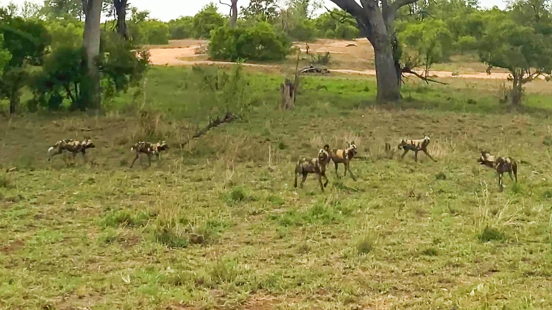 Elephant Charges at Wild Dogs and Sends Them Running