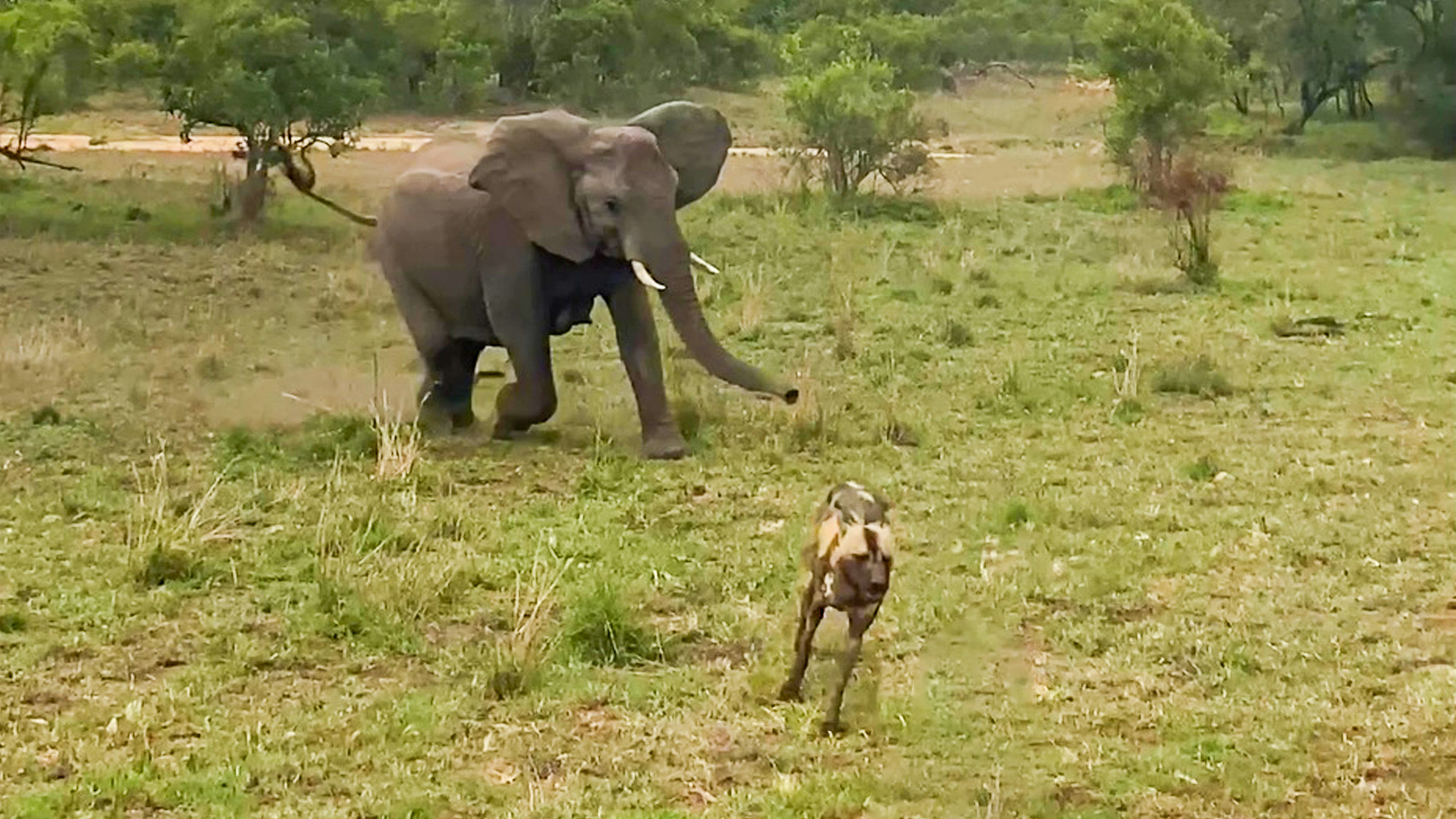 Elephant Charges at Wild Dogs and Sends Them Running
