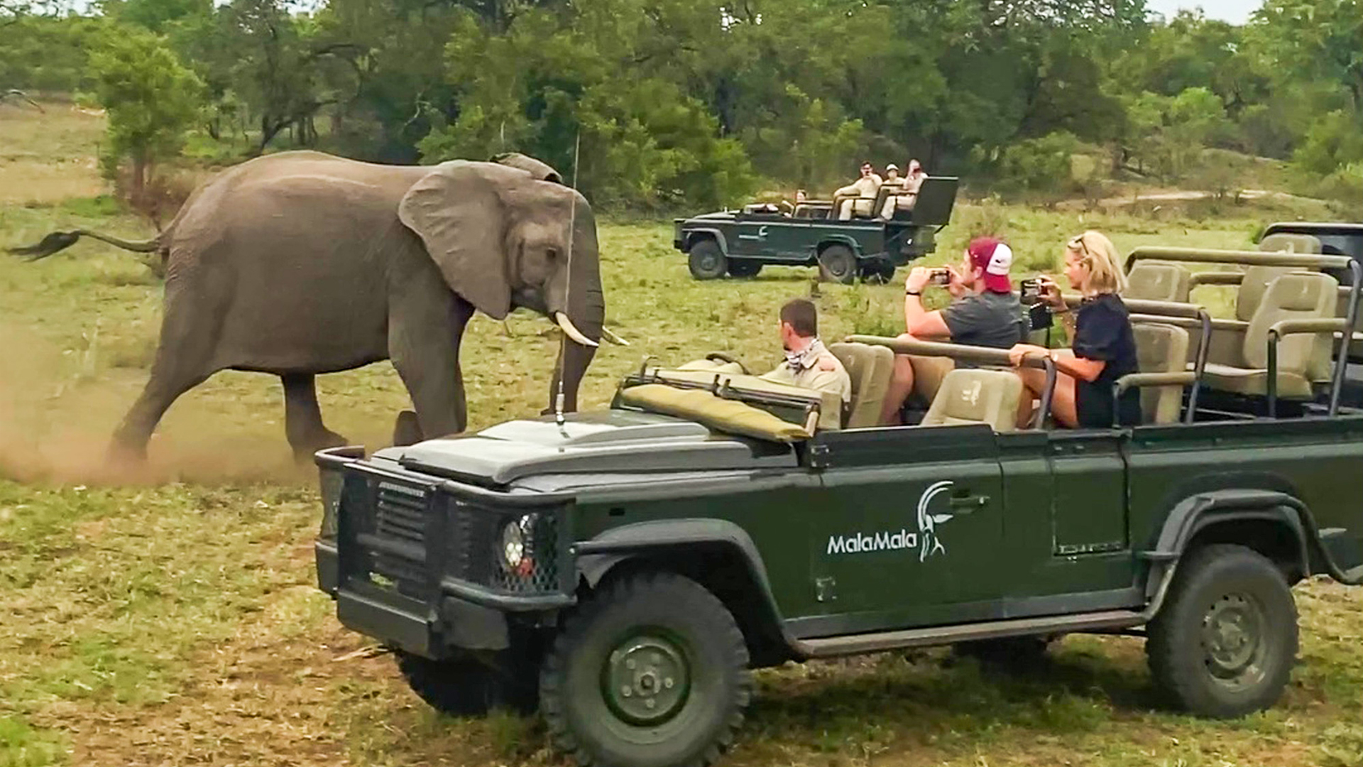 Elephant Charges at Wild Dogs and Sends Them Running