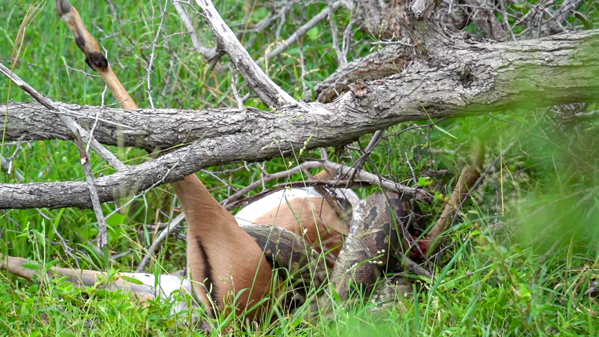 15 stupid pythons trying to escape impala's horns,... Impala Makes Miraculous Escape from Python