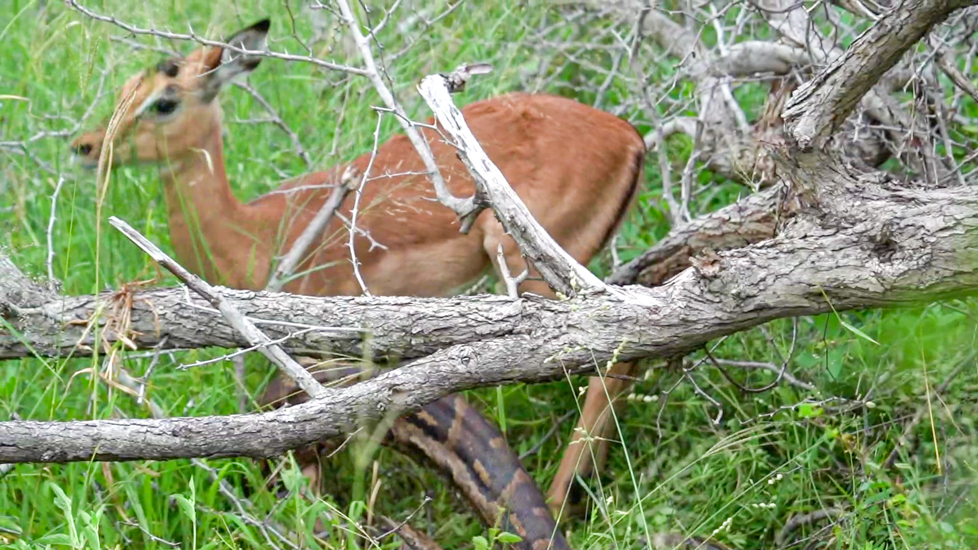 15 stupid pythons trying to escape impala's horns,... Impala Makes Miraculous Escape from Python