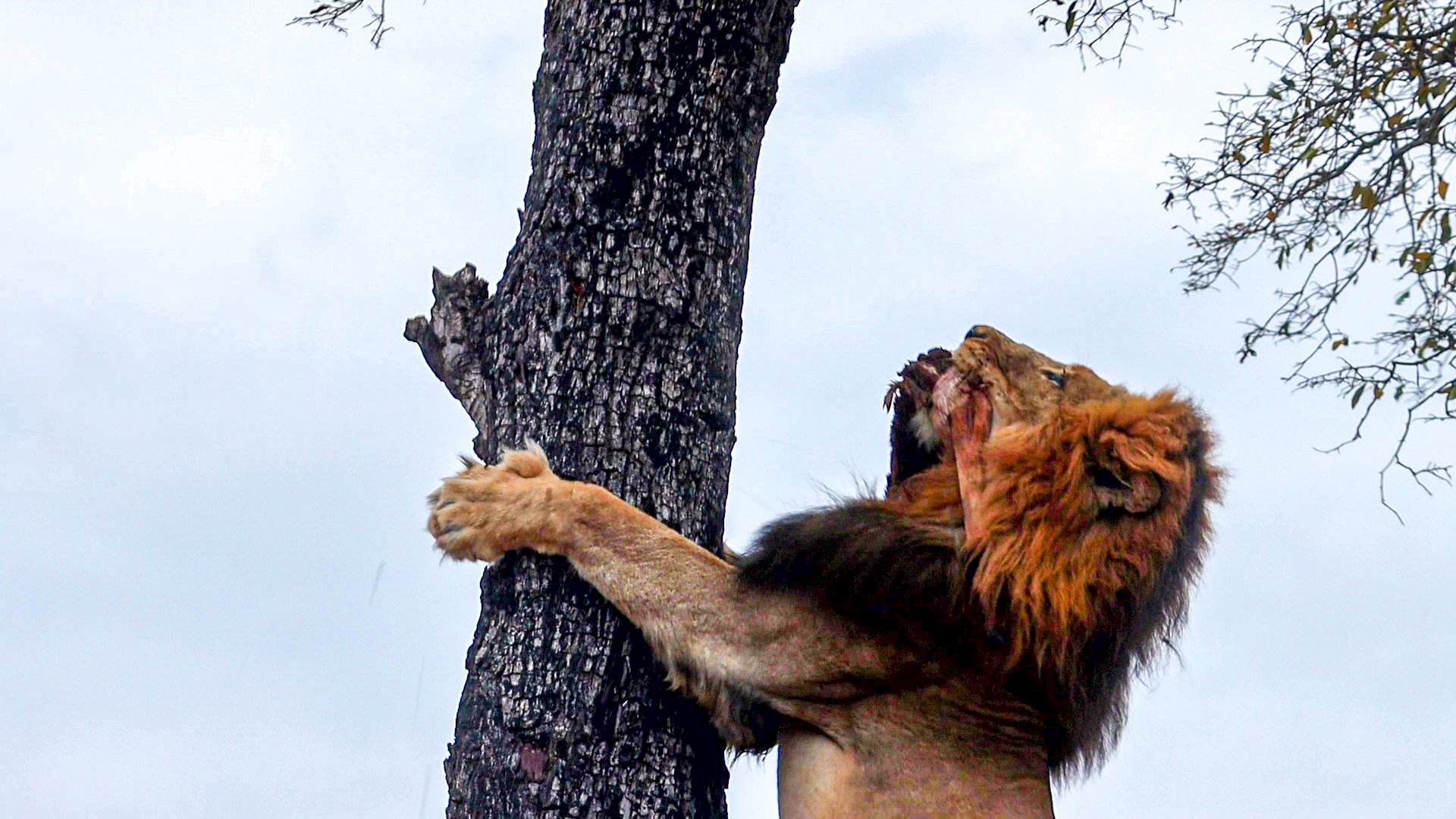 Tips for Finding Lions on Your Kruger Safari