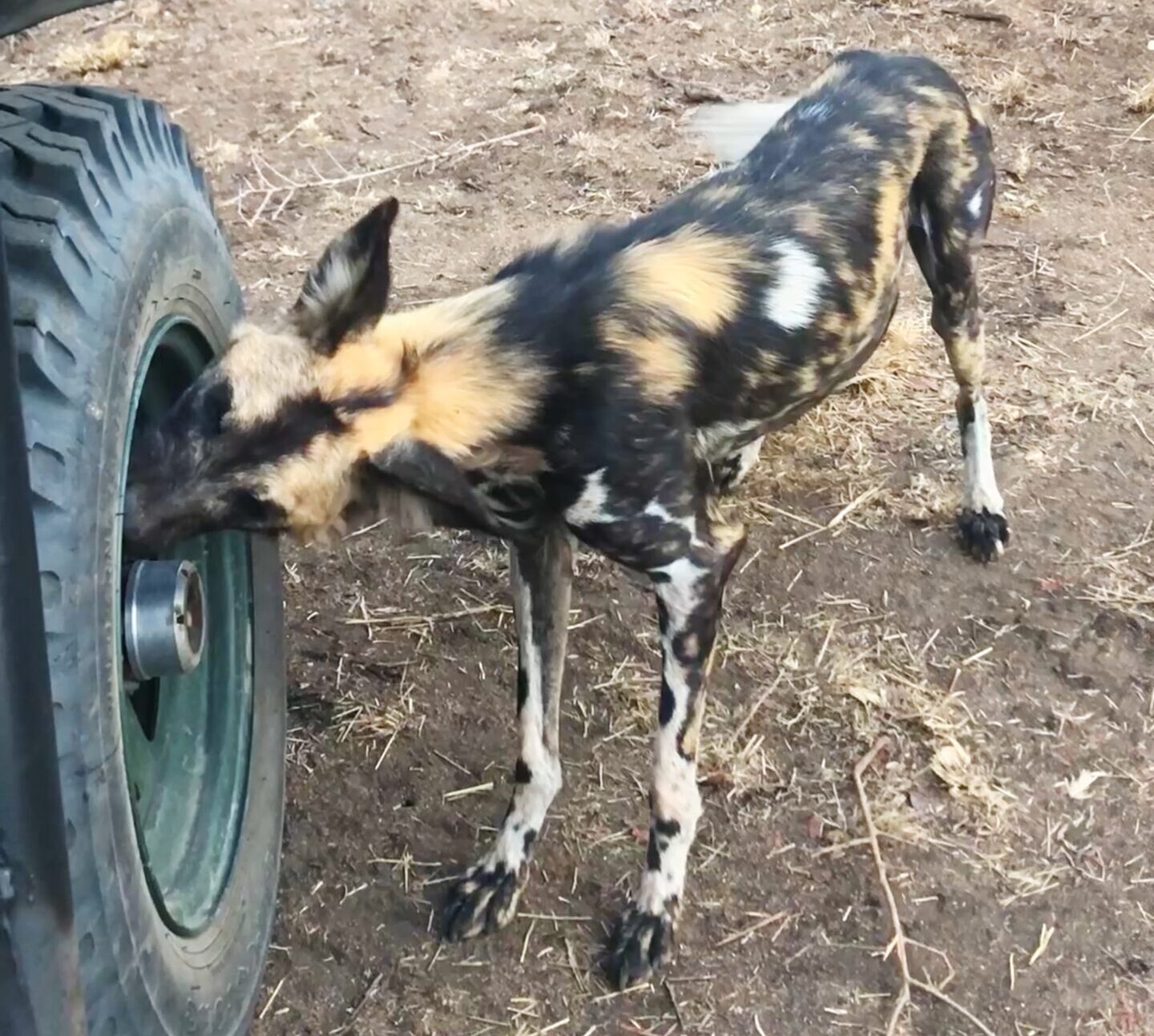 Wild Dog Bites Tire in Curious Encounter with Car