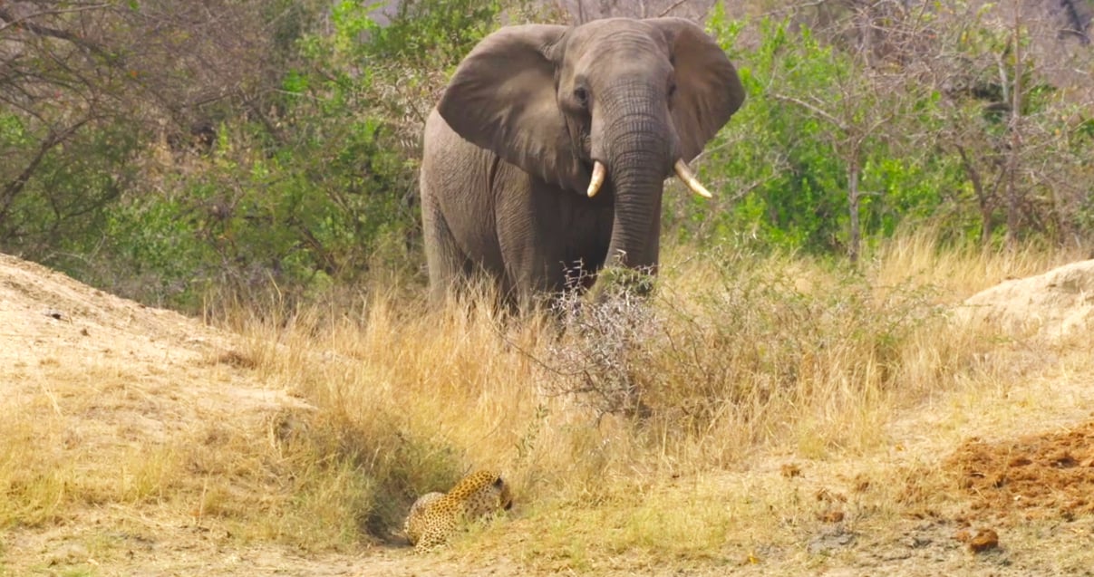 The Moment an Elephant Saved an Impala From a Leopard