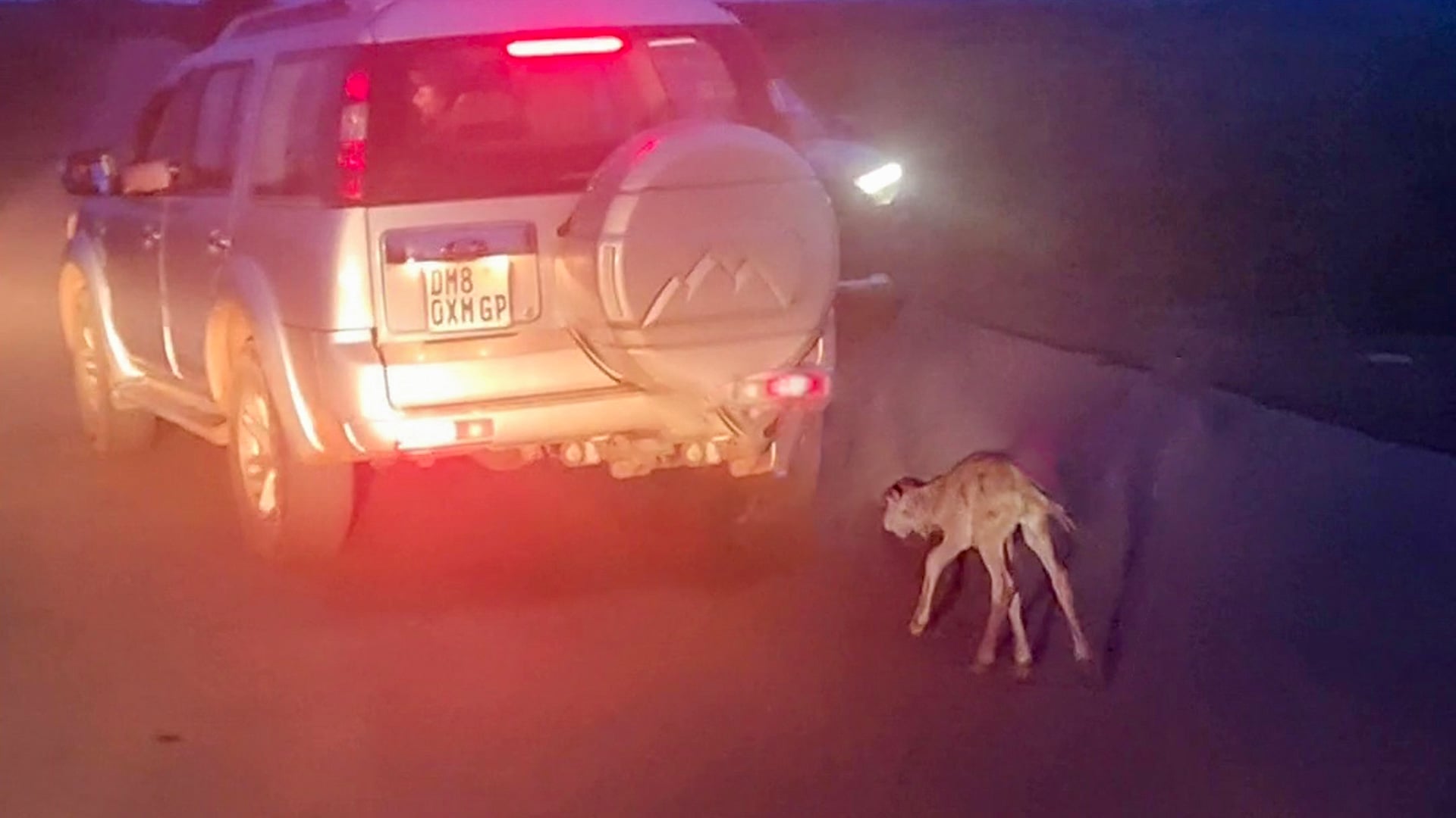 Abandoned Newborn Wildebeest Thinks Car is its Mommy