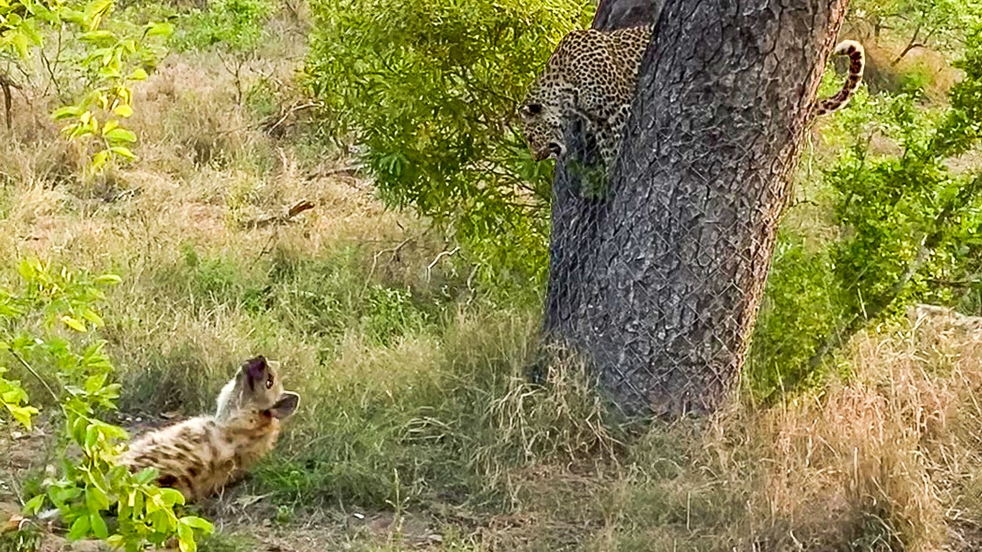 Leopard Avoids Hyena While Jumping from a Tree
