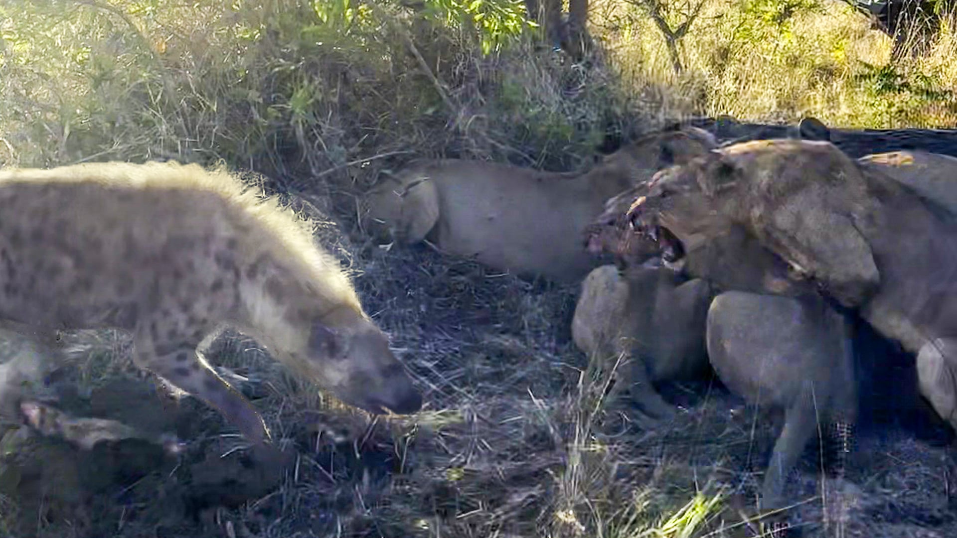 Hyena’s Try to Sneak up on Feeding Lions 