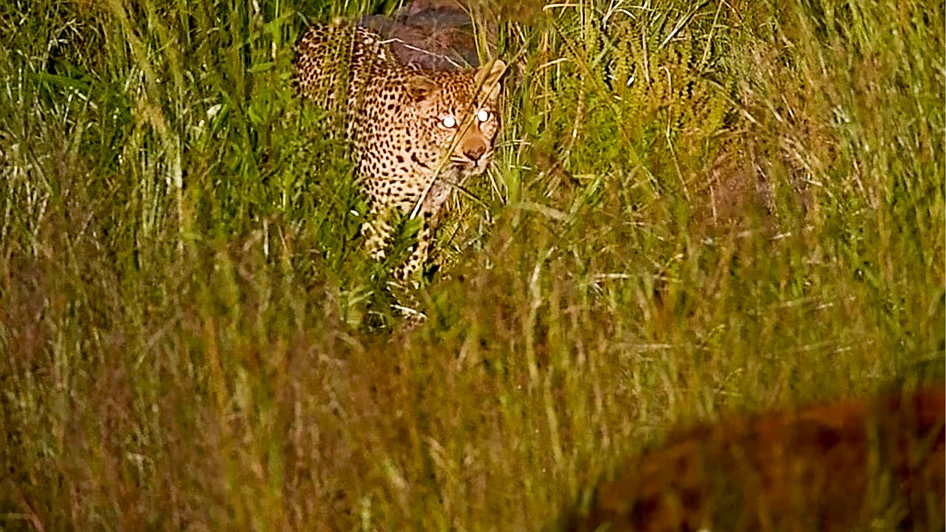 Leopard Silently Stalks Hyena