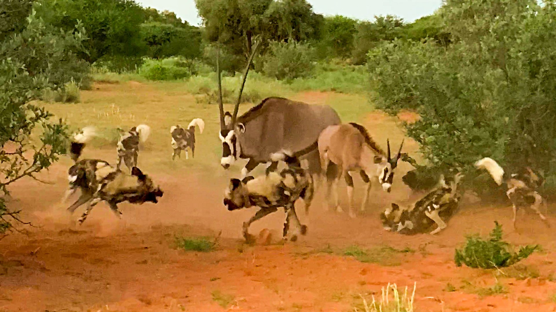 Two Oryx Fend Off a Pack of Wild Dogs