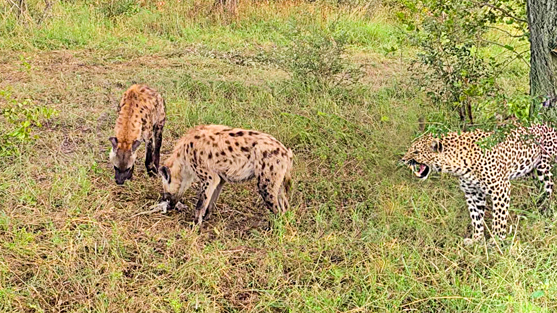 Leopards Leave a Snack for Two Hyenas Under the Tree