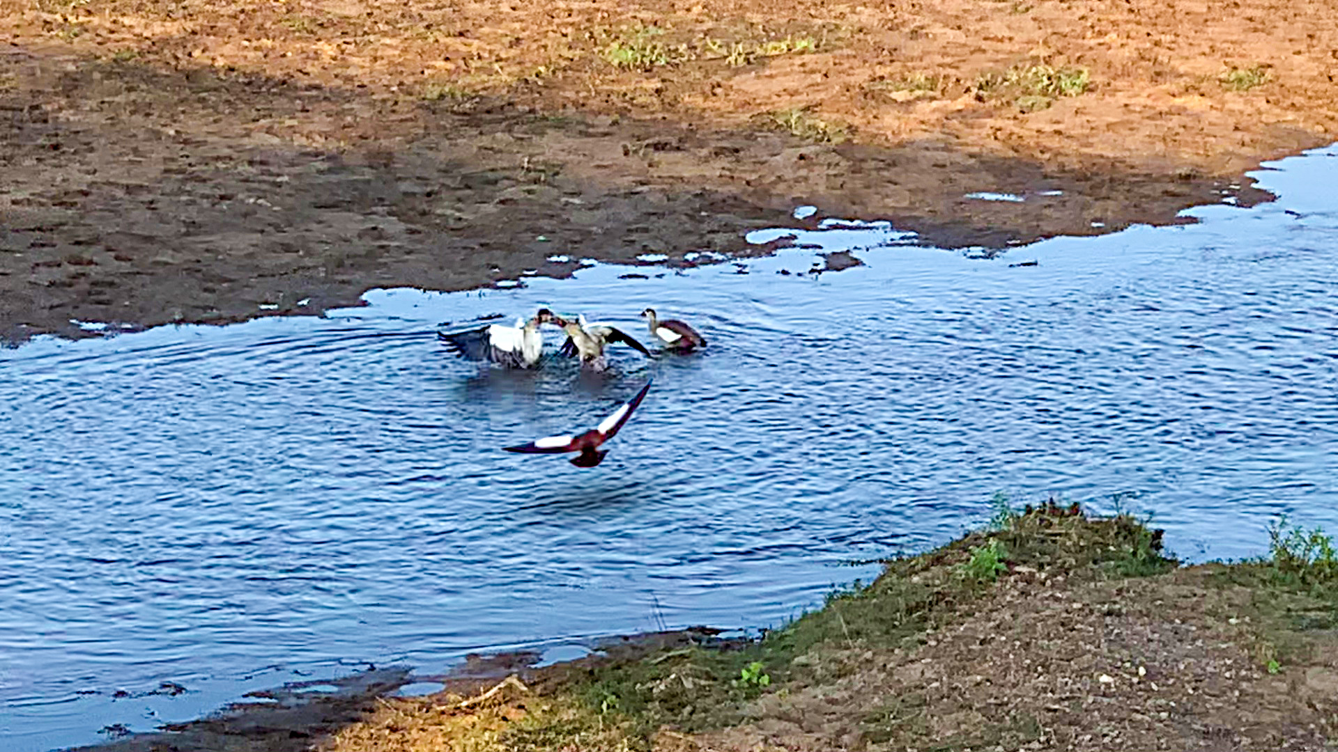 Egyptian Geese Battle Intensely in the Air