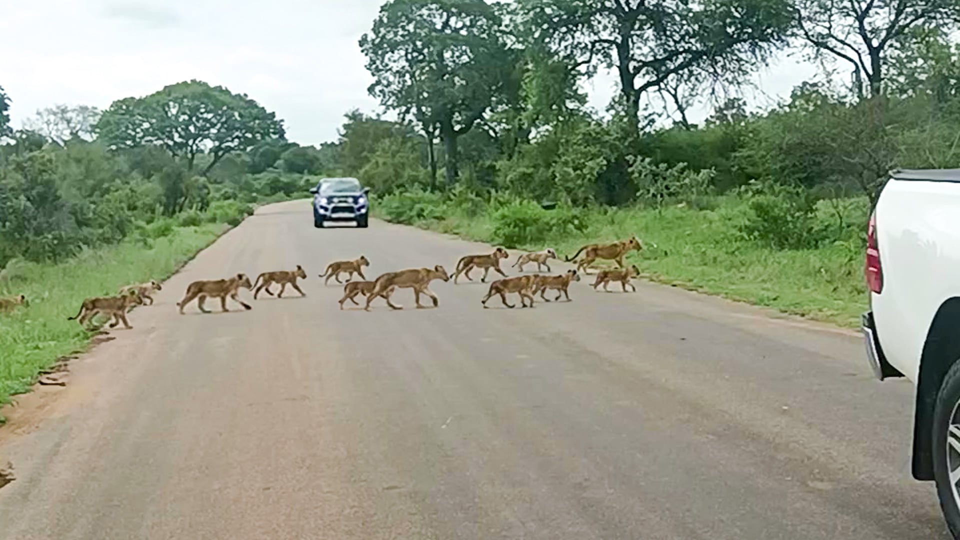 Thirteen Tiny Lion Cubs Follow Mother Across Road