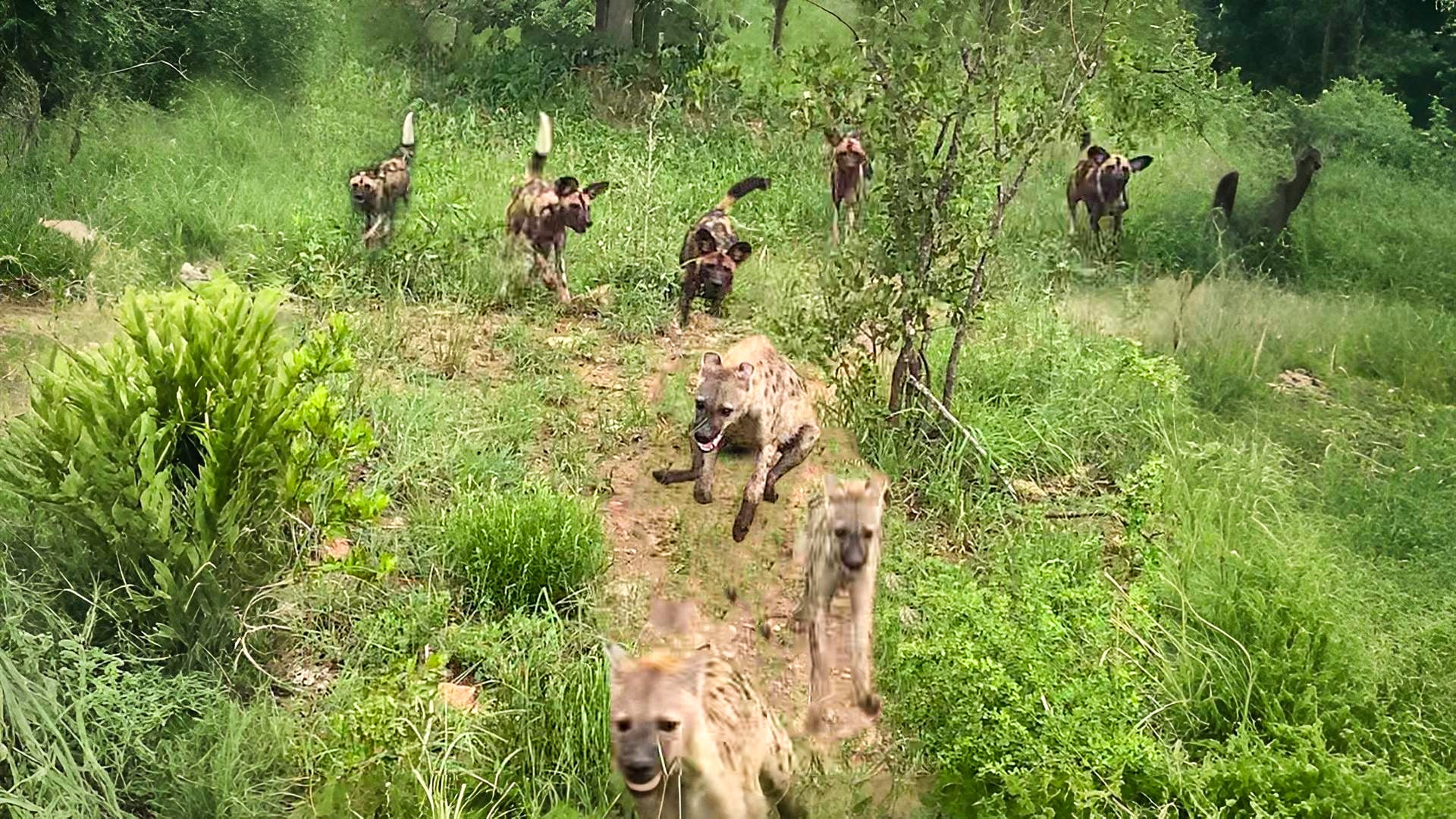 Wild Dogs Chase Hyenas Into the Road