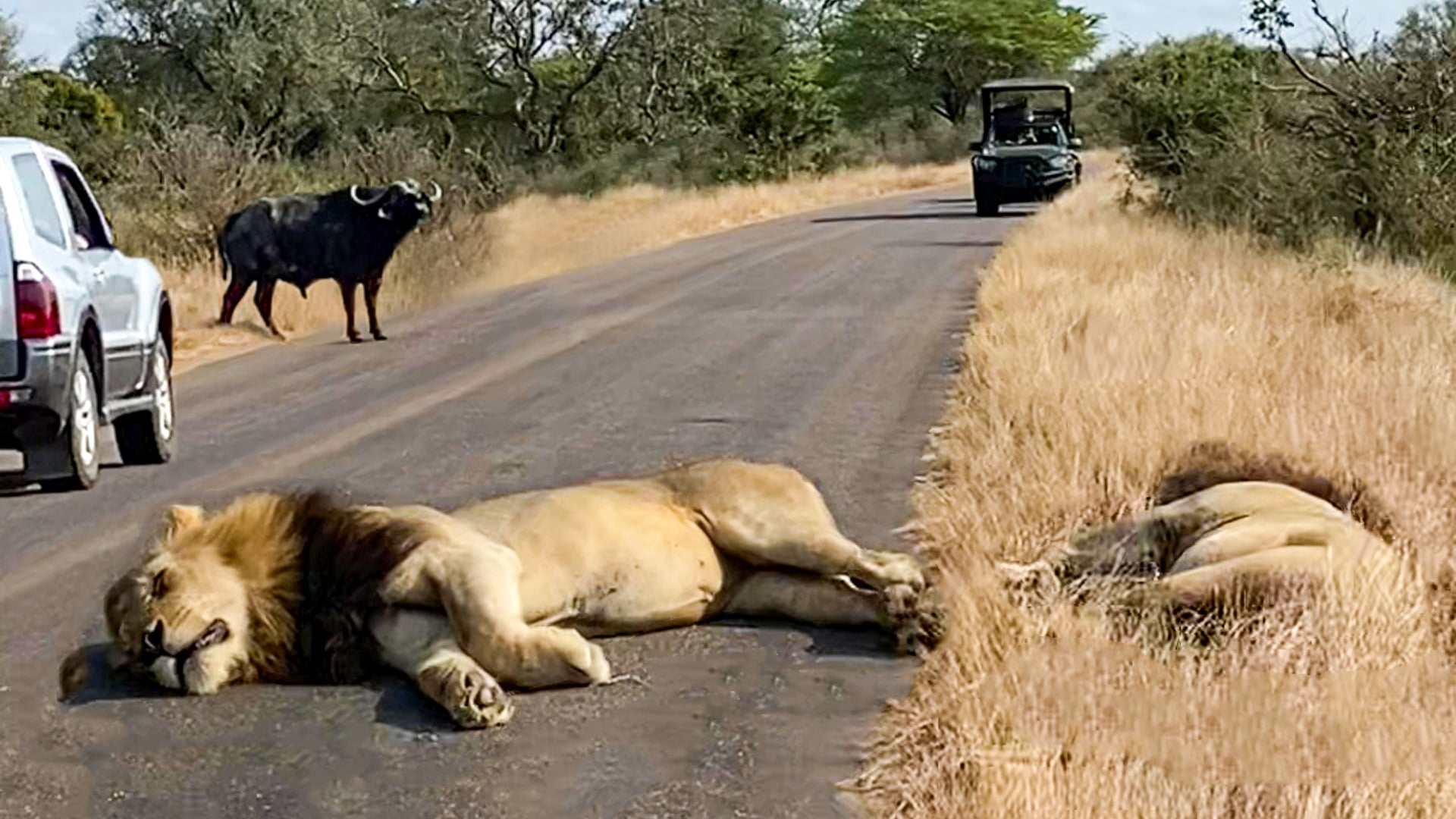 Sleeping Lions Miss a Buffalo and Passing Cars