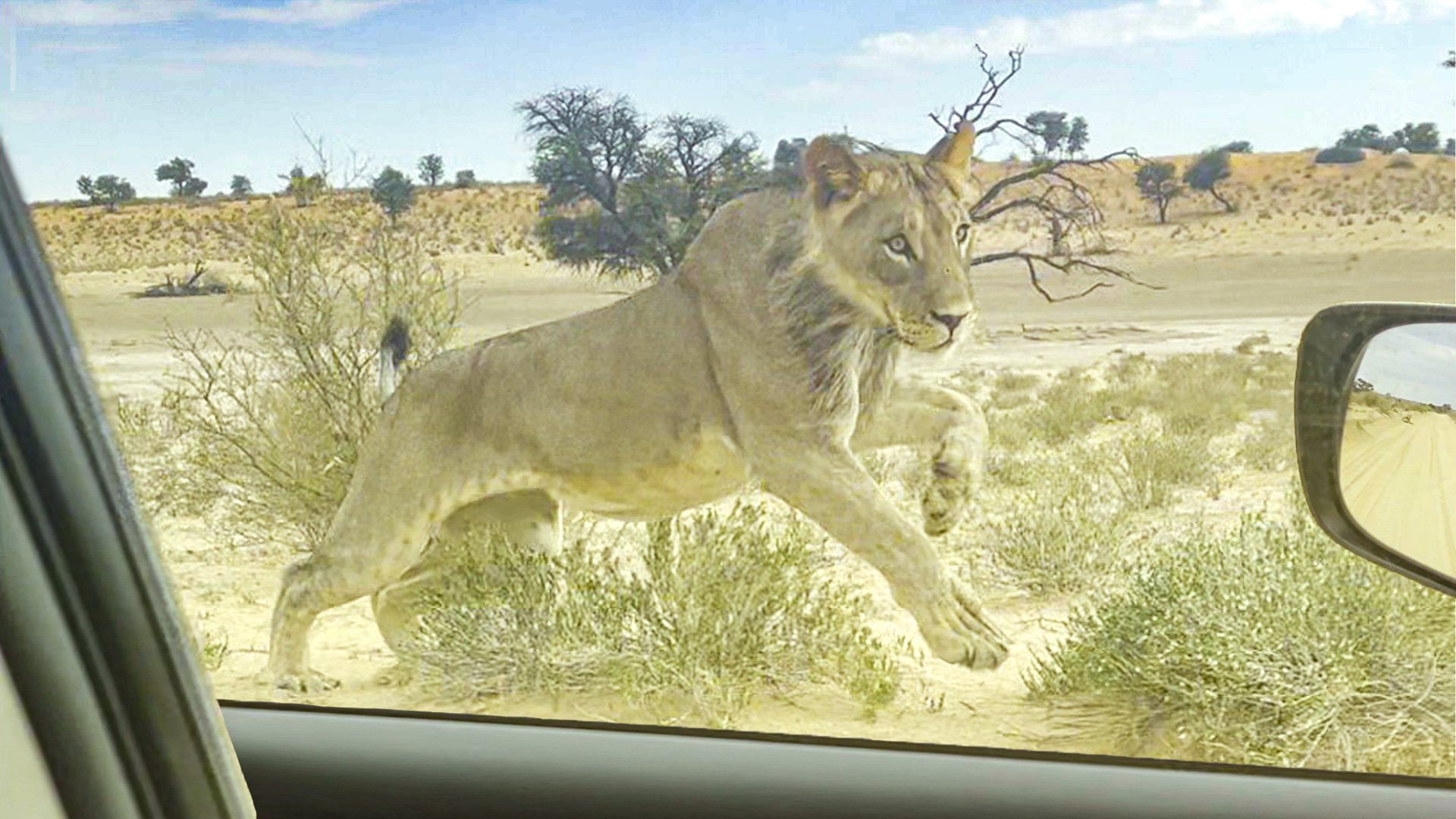 Lion Chases Down Car