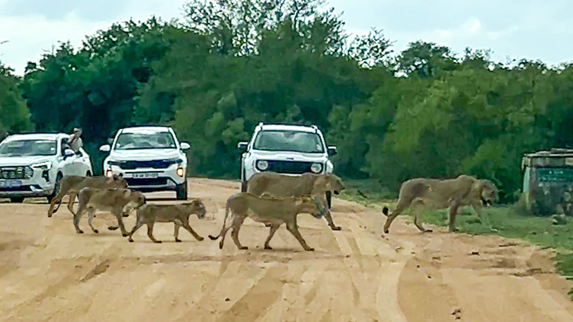 12 Lions Cause a Roadblock Crossing the Road