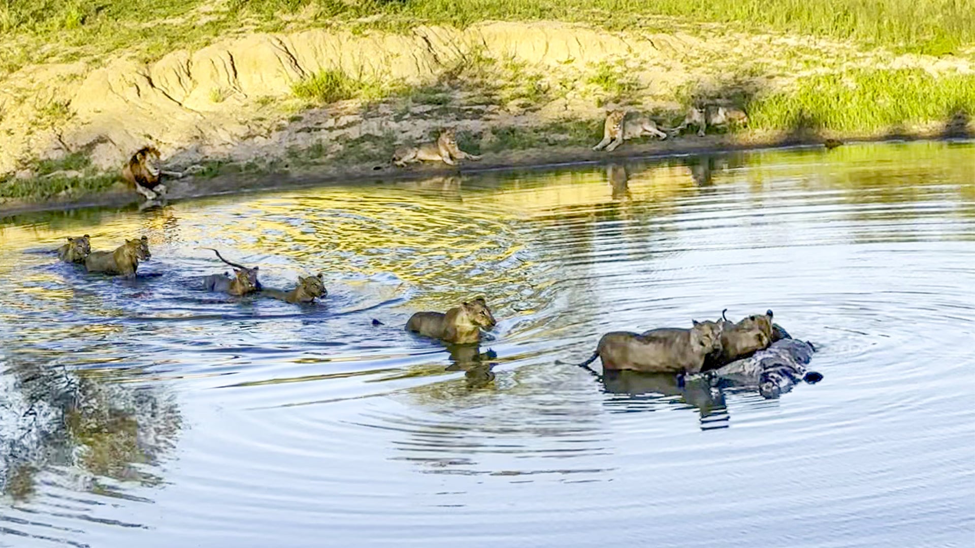 Pride of Lions Go Swimming for Buffalo