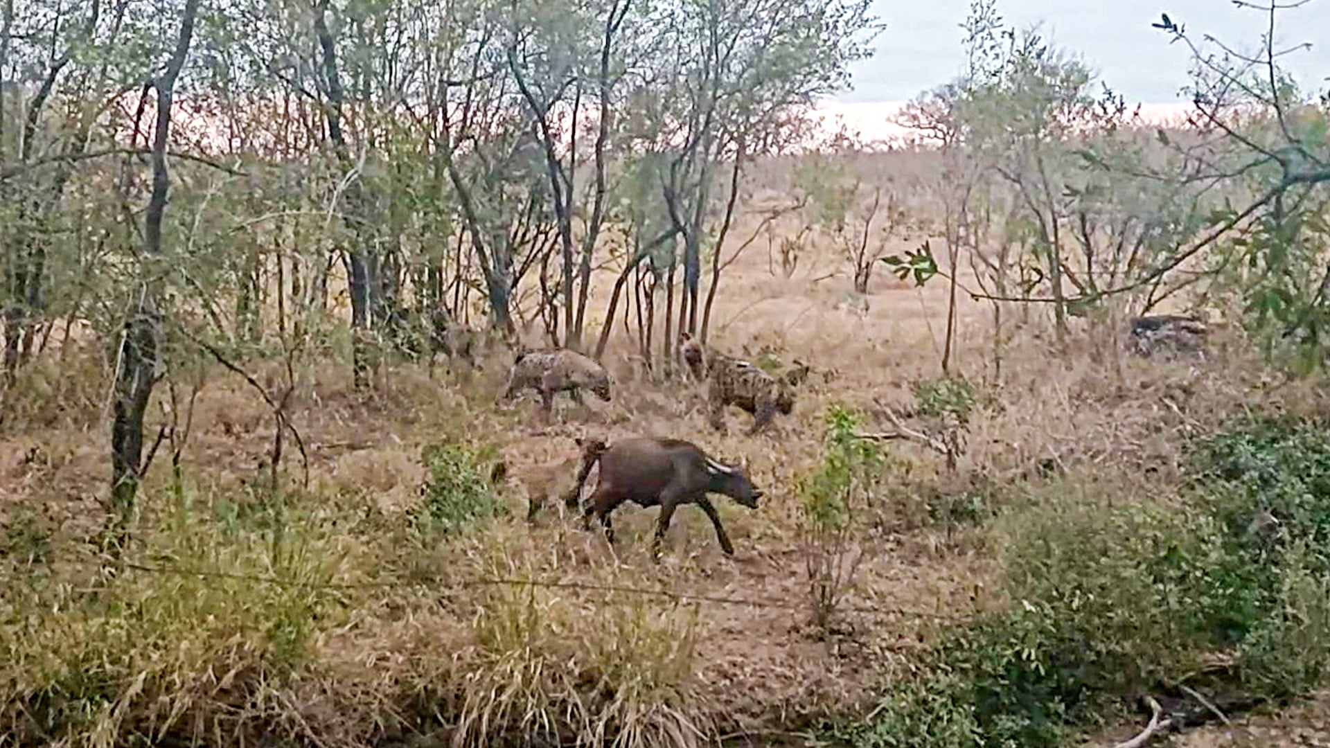 Hyenas Find an Abandoned Buffalo Calf 