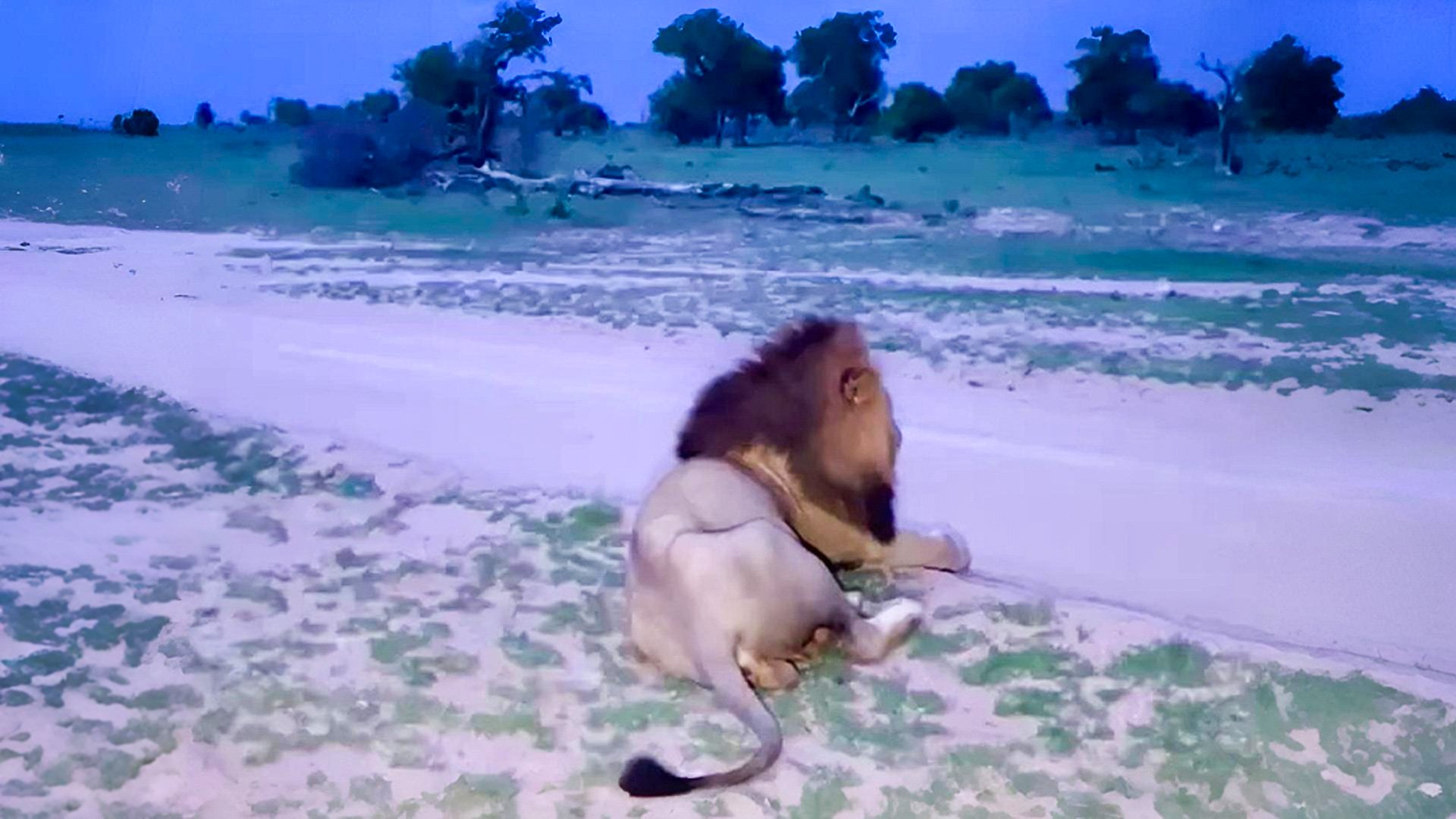 Two Male Lions Startled by Lightning