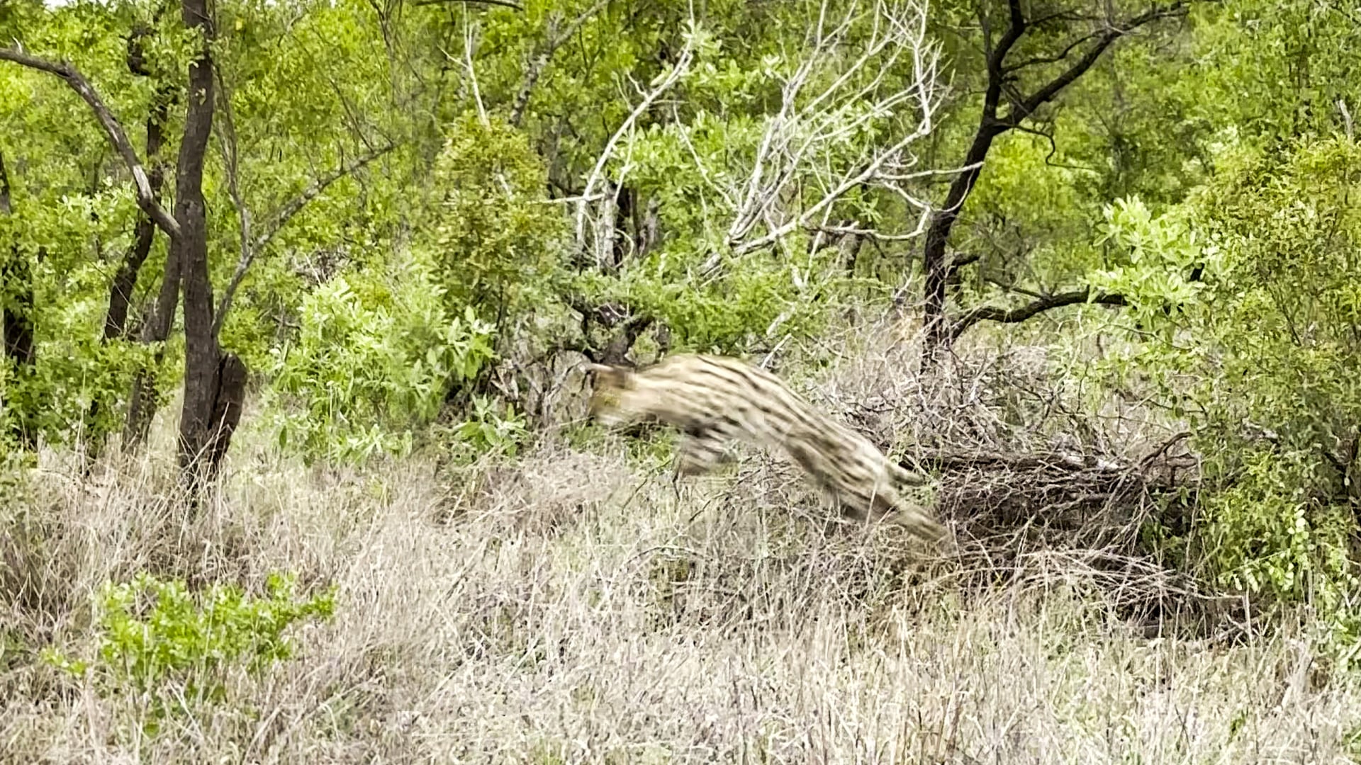Serval Lands a Perfect Pounce to Secure Its Meal 