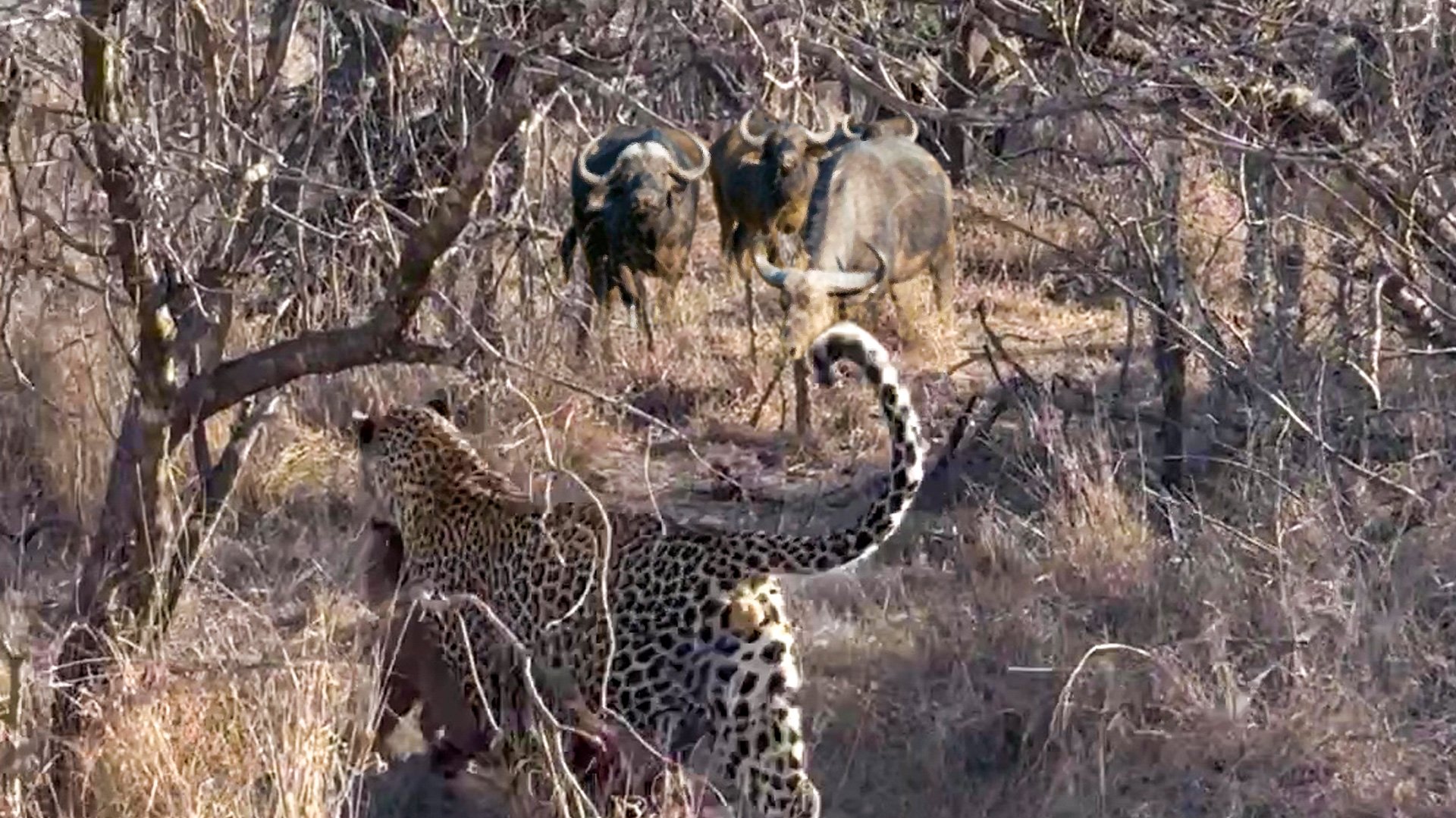 Bold Leopard Chases Off a Herd of Buffalo
