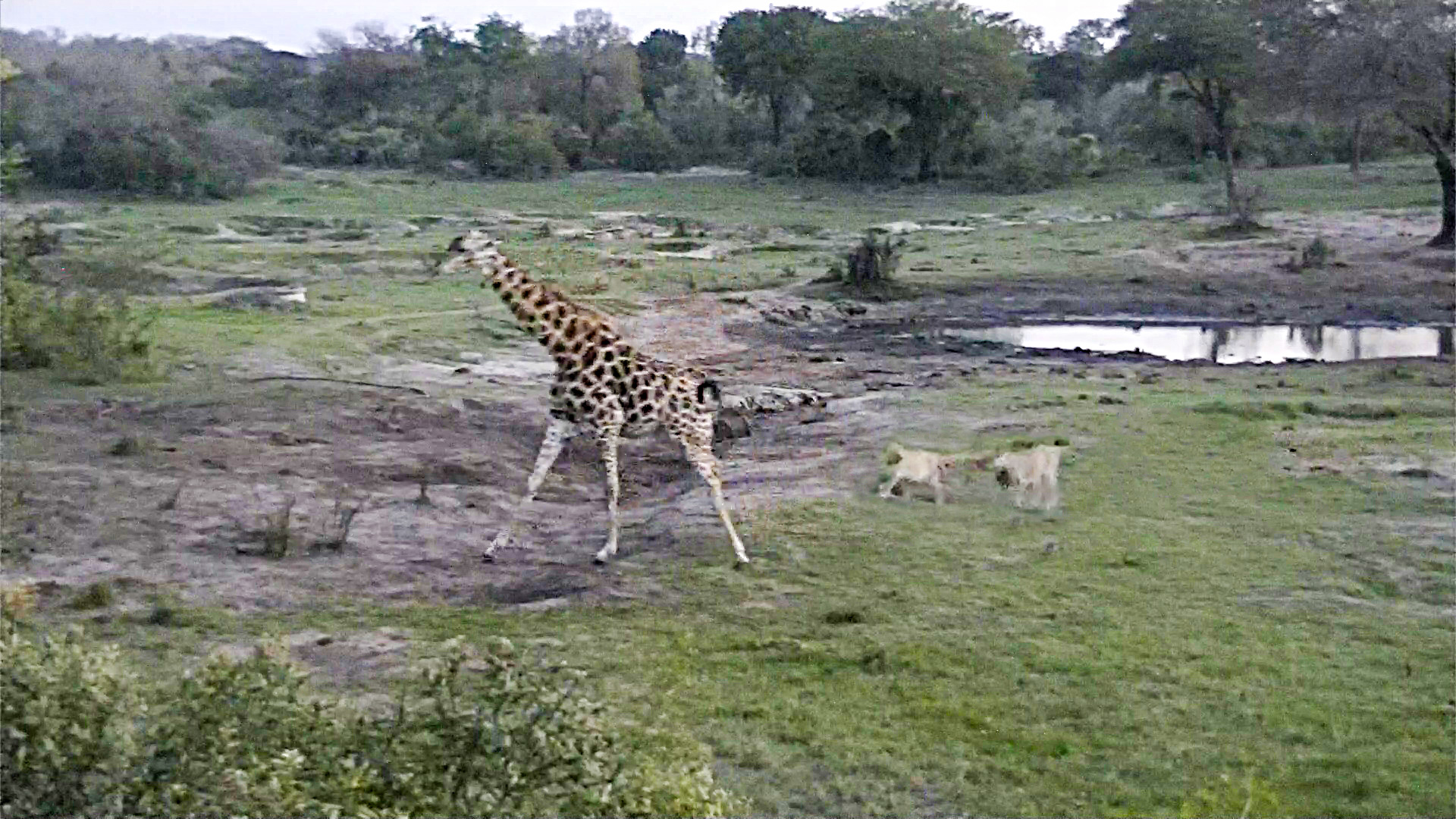 Giraffe Escapes Two Lions After Intense Chase