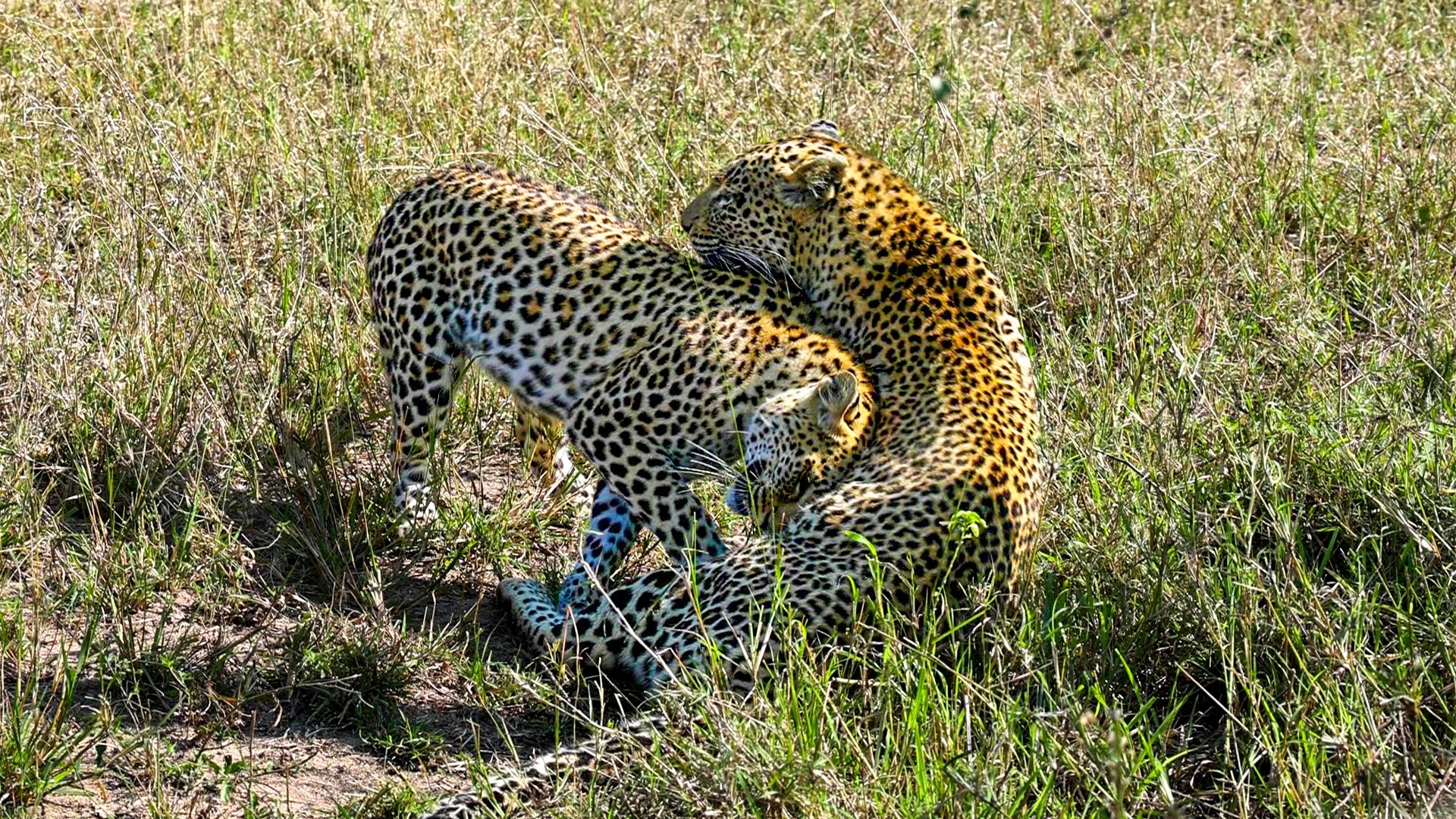 A Heartwarming Reunion Between Two Leopards