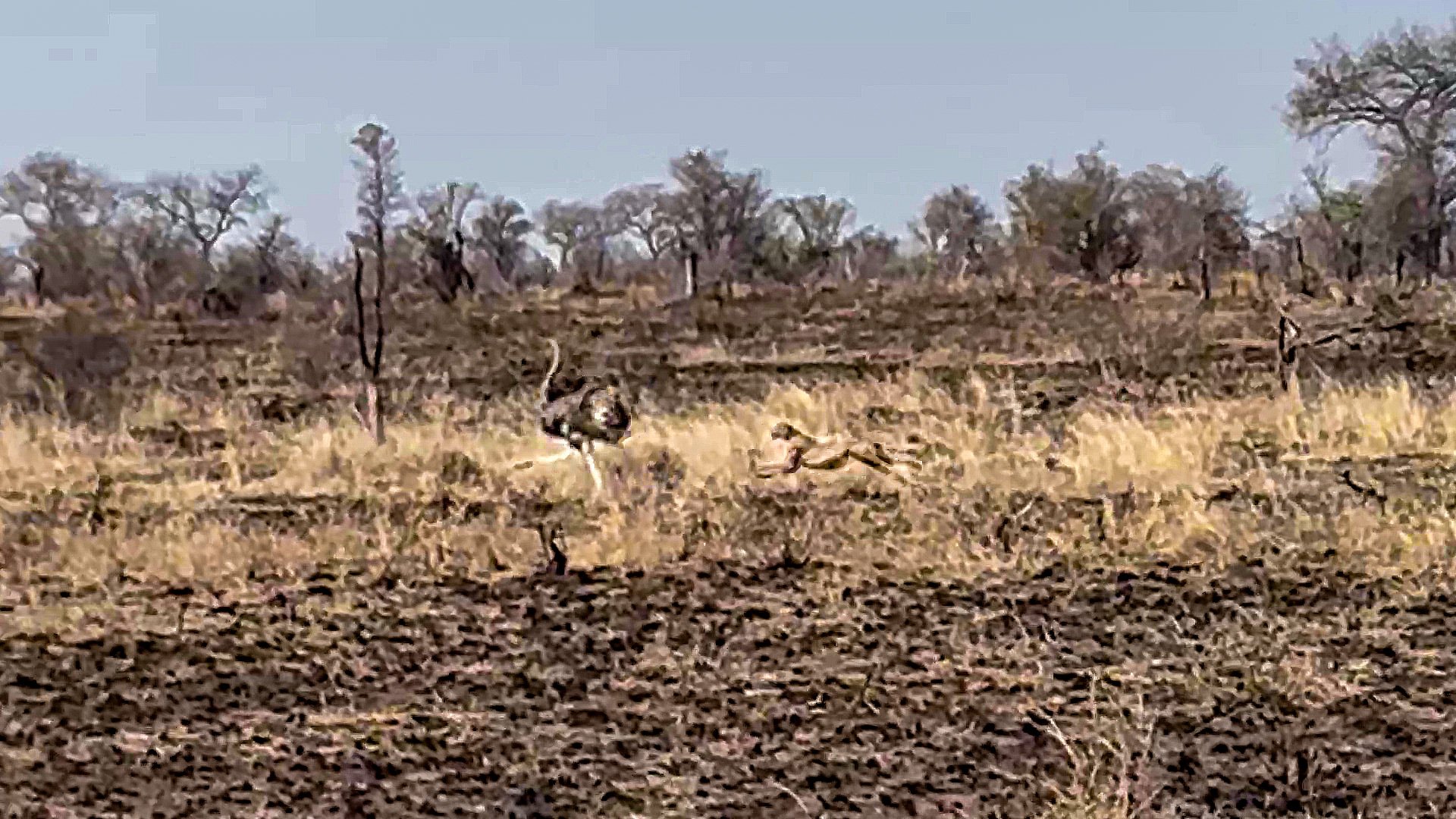 Ostrich Outruns Cheetah in High Speed Pursuit