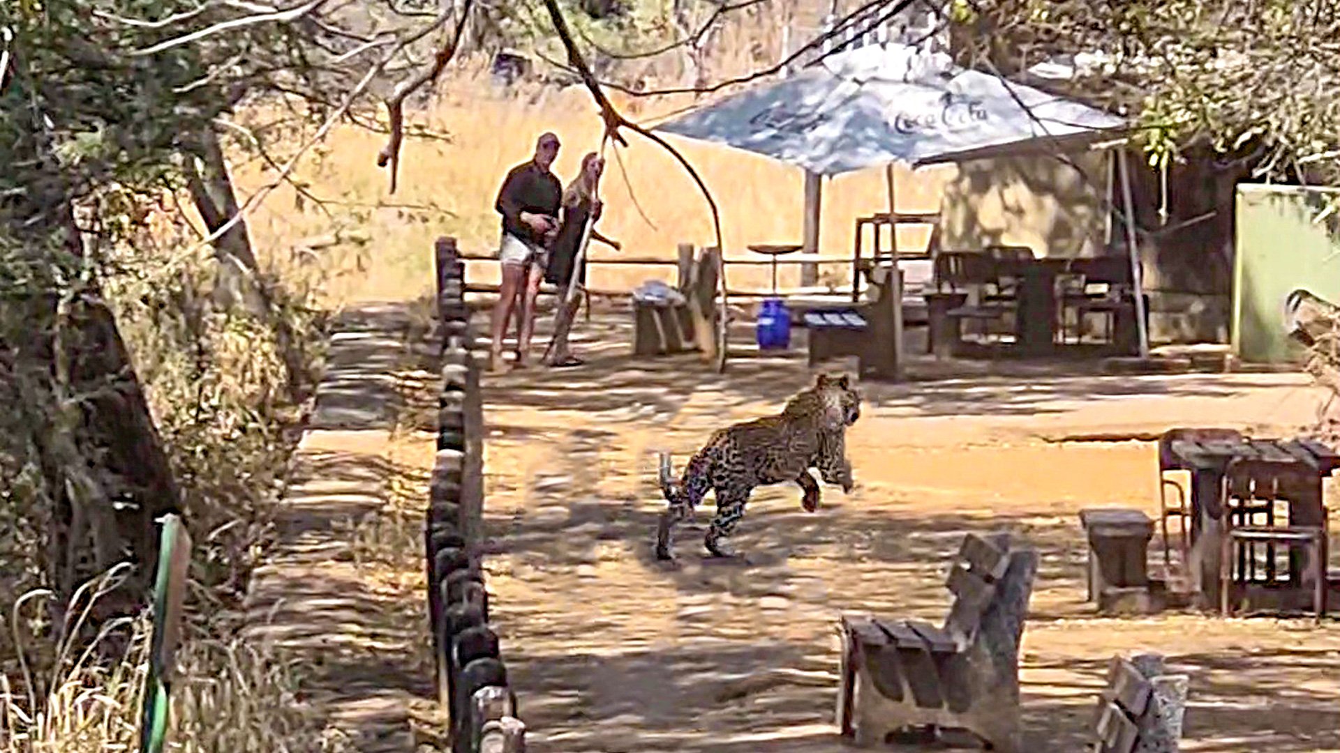 Leopard Tries Hunting Inside a Busy Kruger Picnic Site!