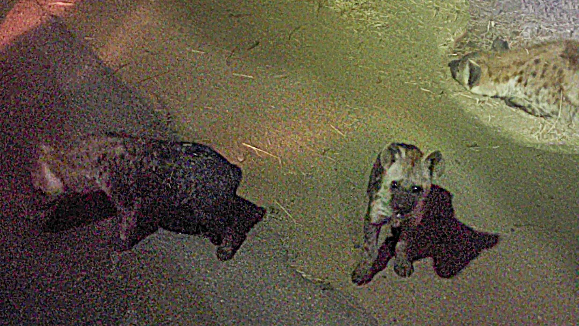 Inquisitive Hyena Cubs Get Scared by Vehicle