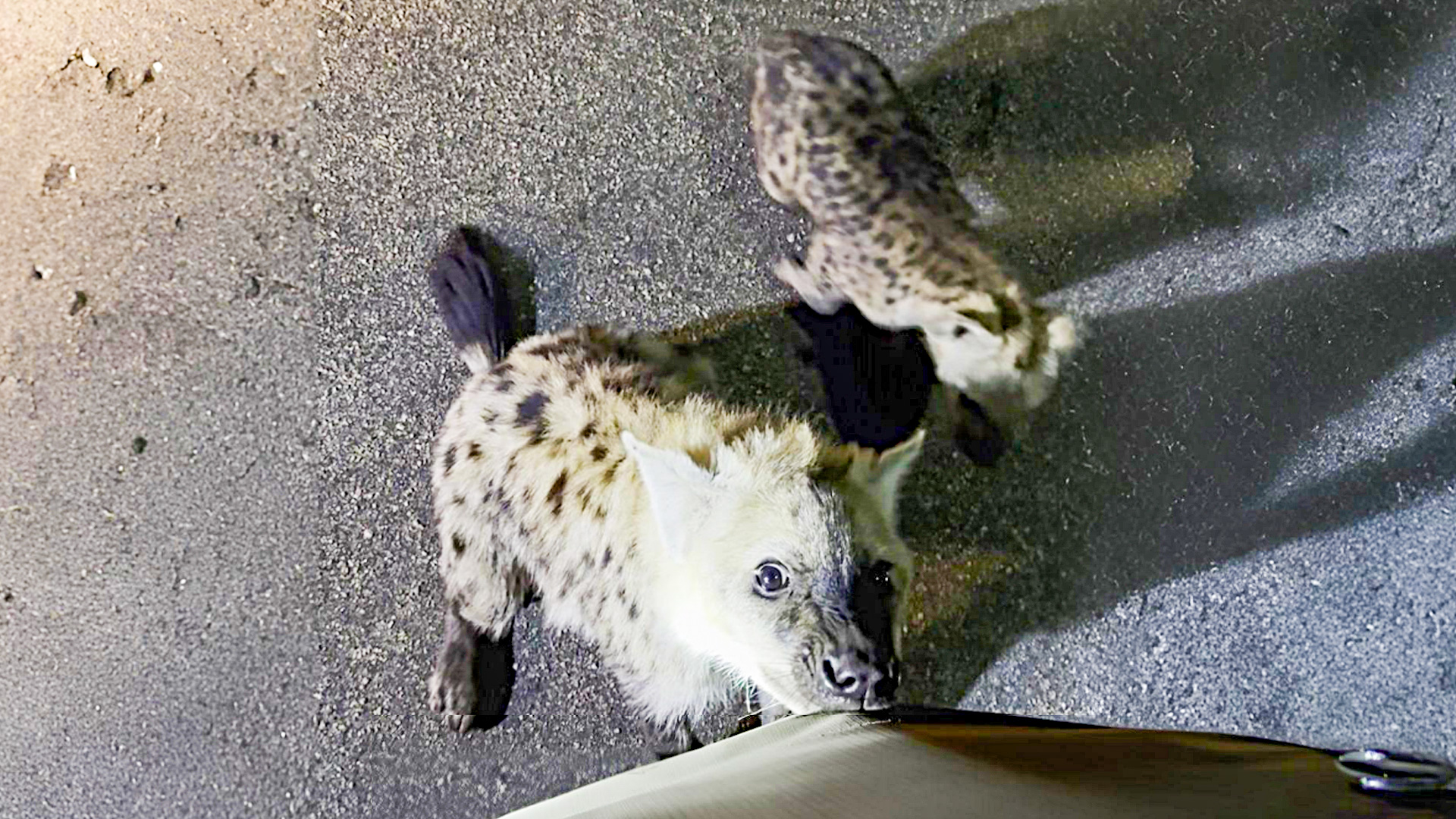 Hyena Nibbles on Car Canvas During Night Drive 