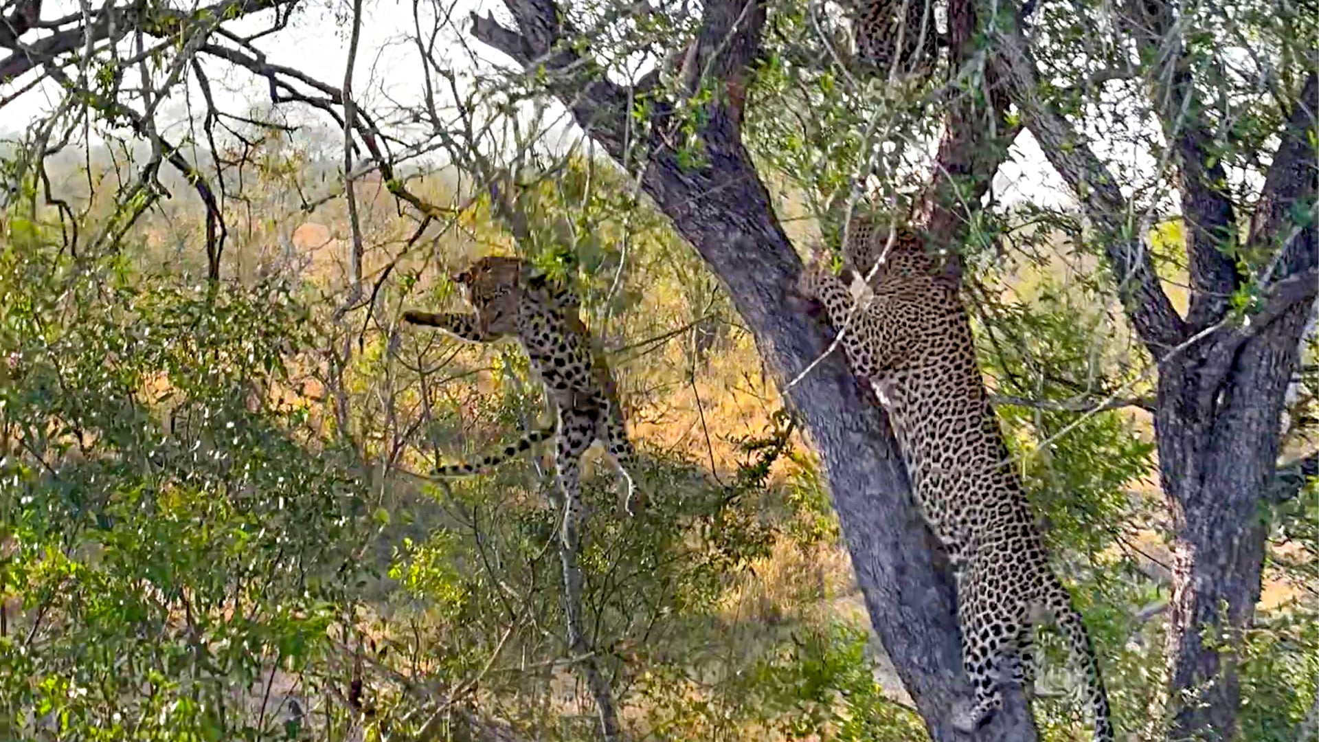 Leopard Forces Rival Out of a Tree in Aggressive Clash