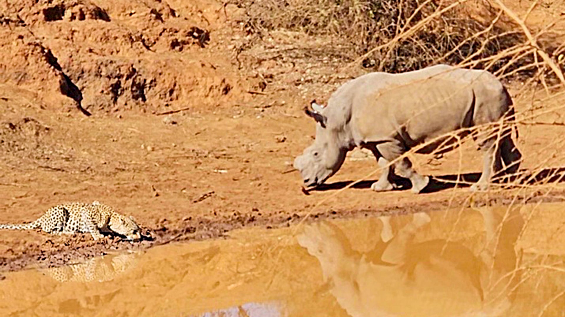 Rhinos Defend Waterhole from Sneaky Leopard