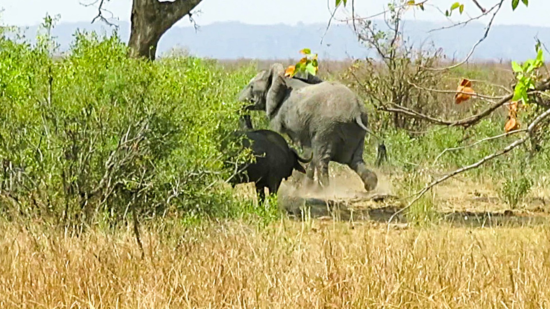 Brave Buffalo Stands Ground Against an Elephant