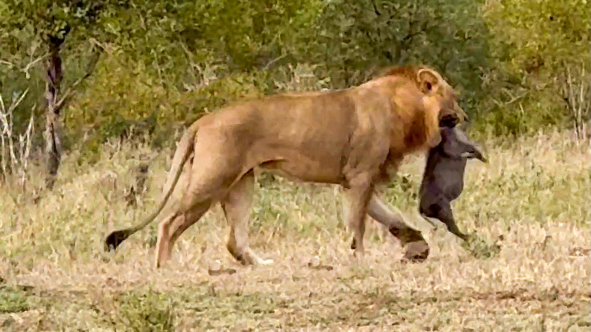 Two Male Lions and a Lioness Take Down Warthog Together