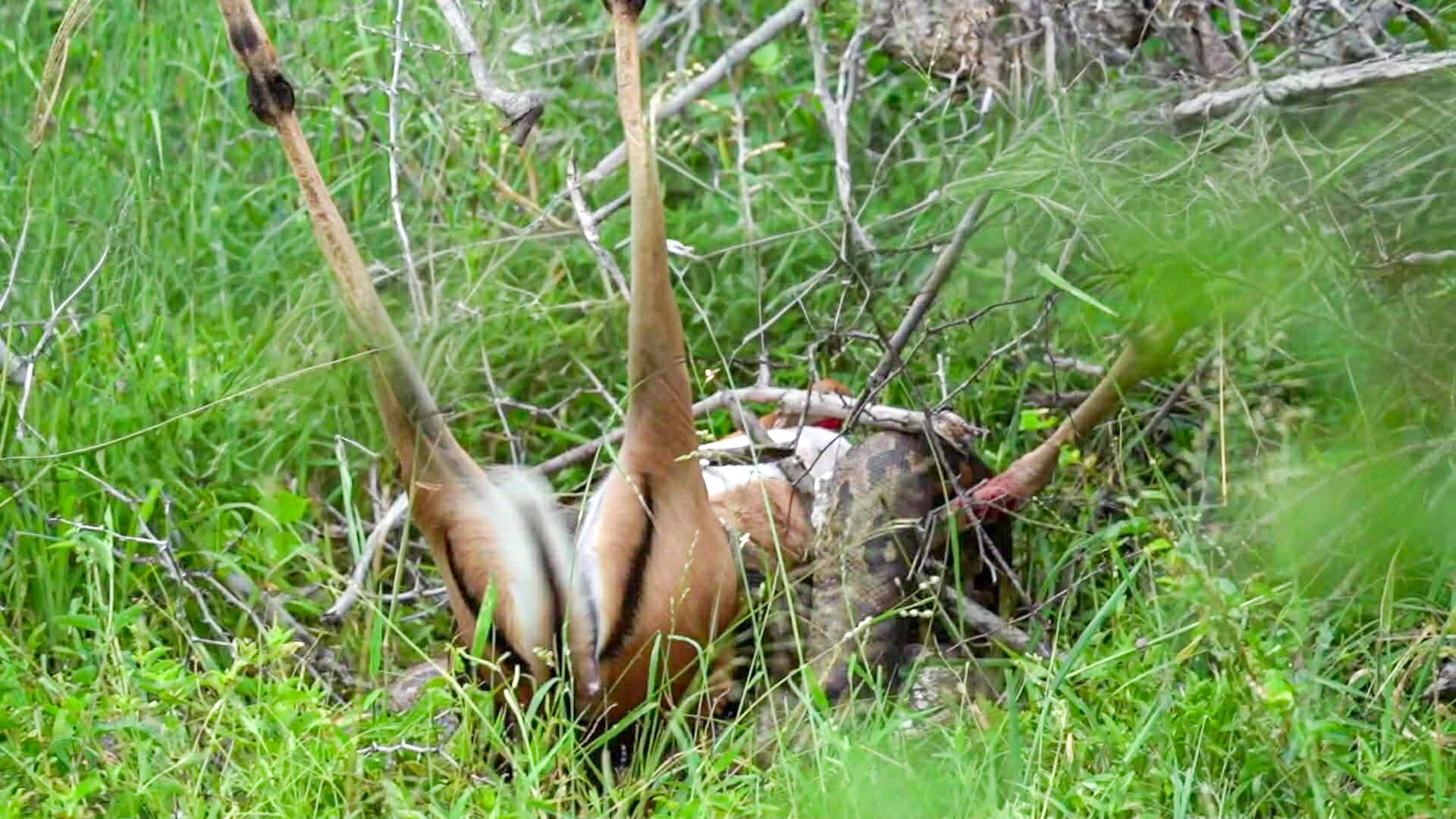 Impala Makes Miraculous Escape from Python