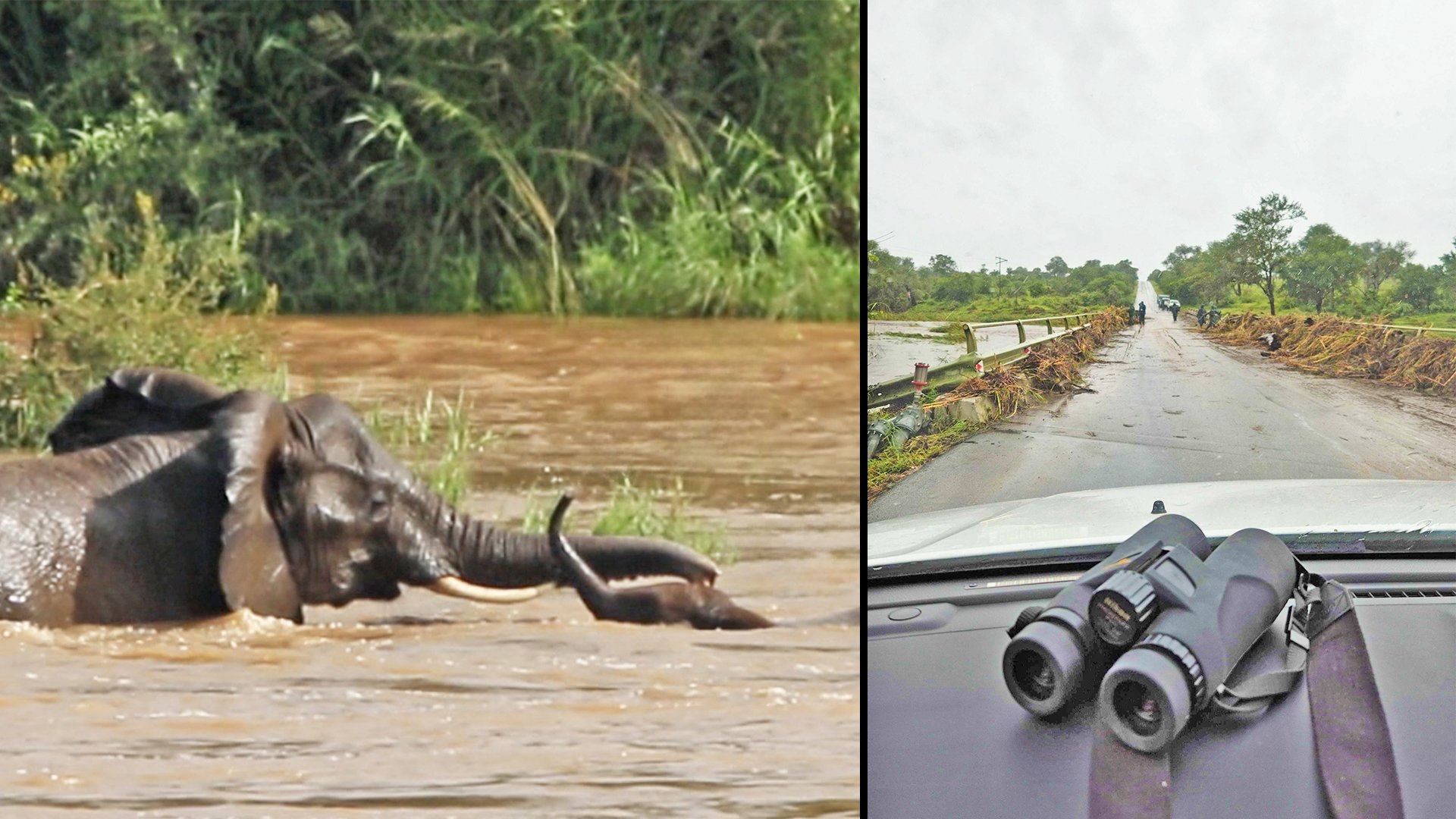 How Animals Are Surviving the Floods in Kruger National Park