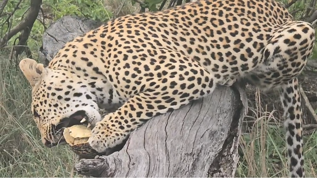 Leopard Enjoys a Leopard Tortoise Snack