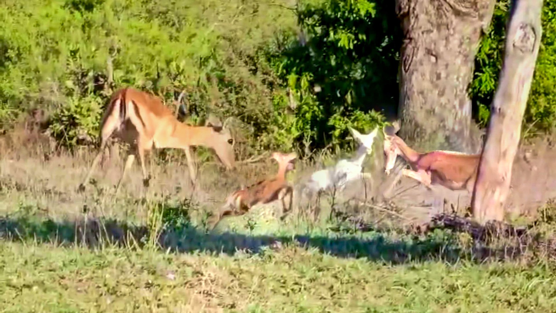 Rare Albino Impala Lamb Treated Aggressively by Herd