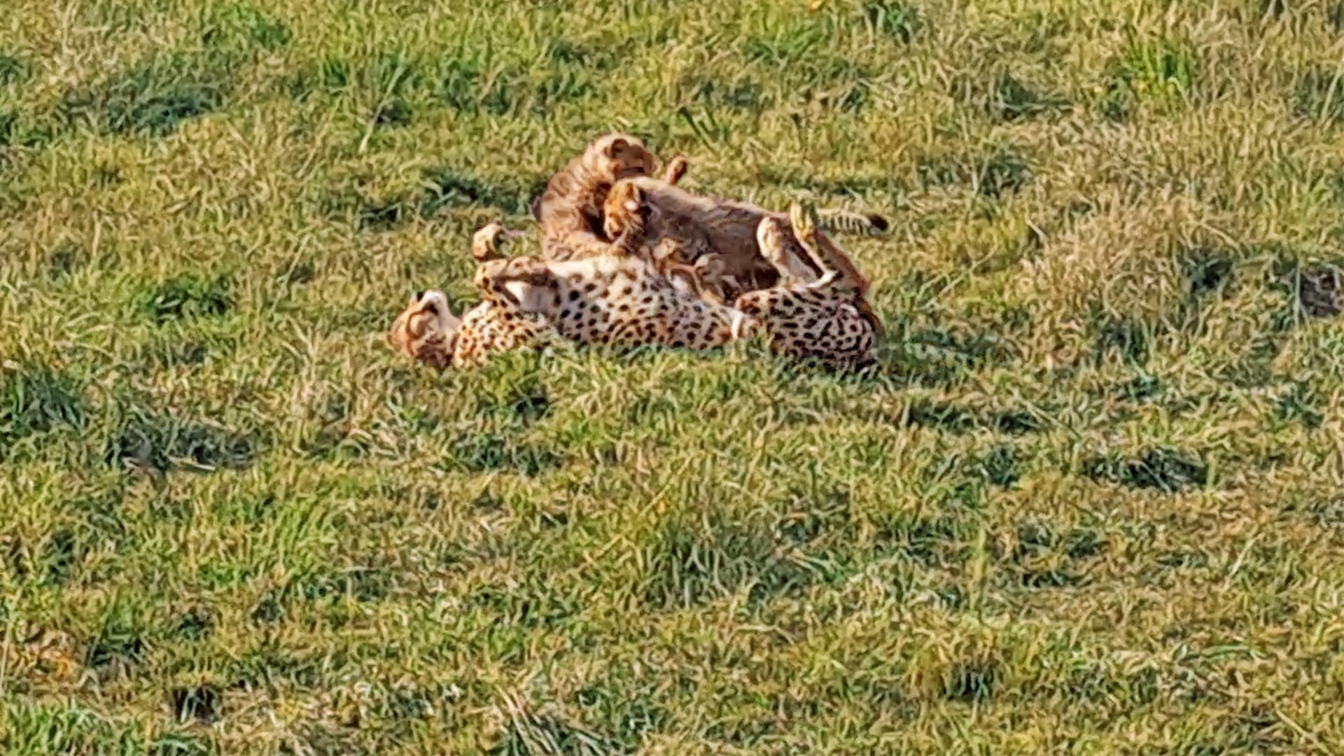 Mother Cheetah Tries to Sleep While Cubs Play